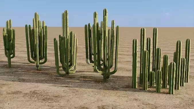 Organ Cactus - Pachycereus