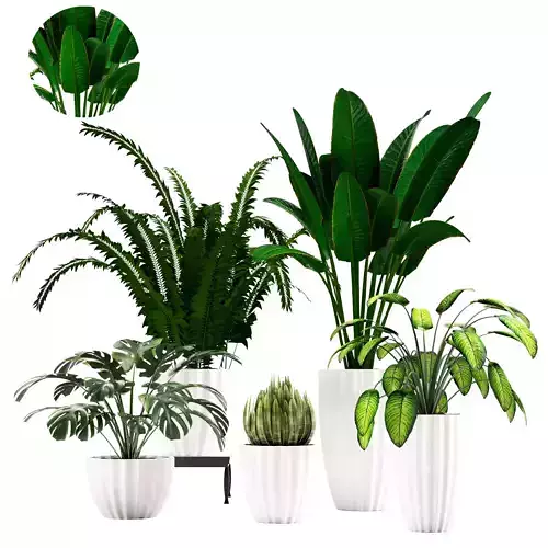 Collection Plants Indoor 03