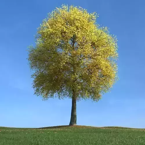 Yellow Leaf Tree 3D model