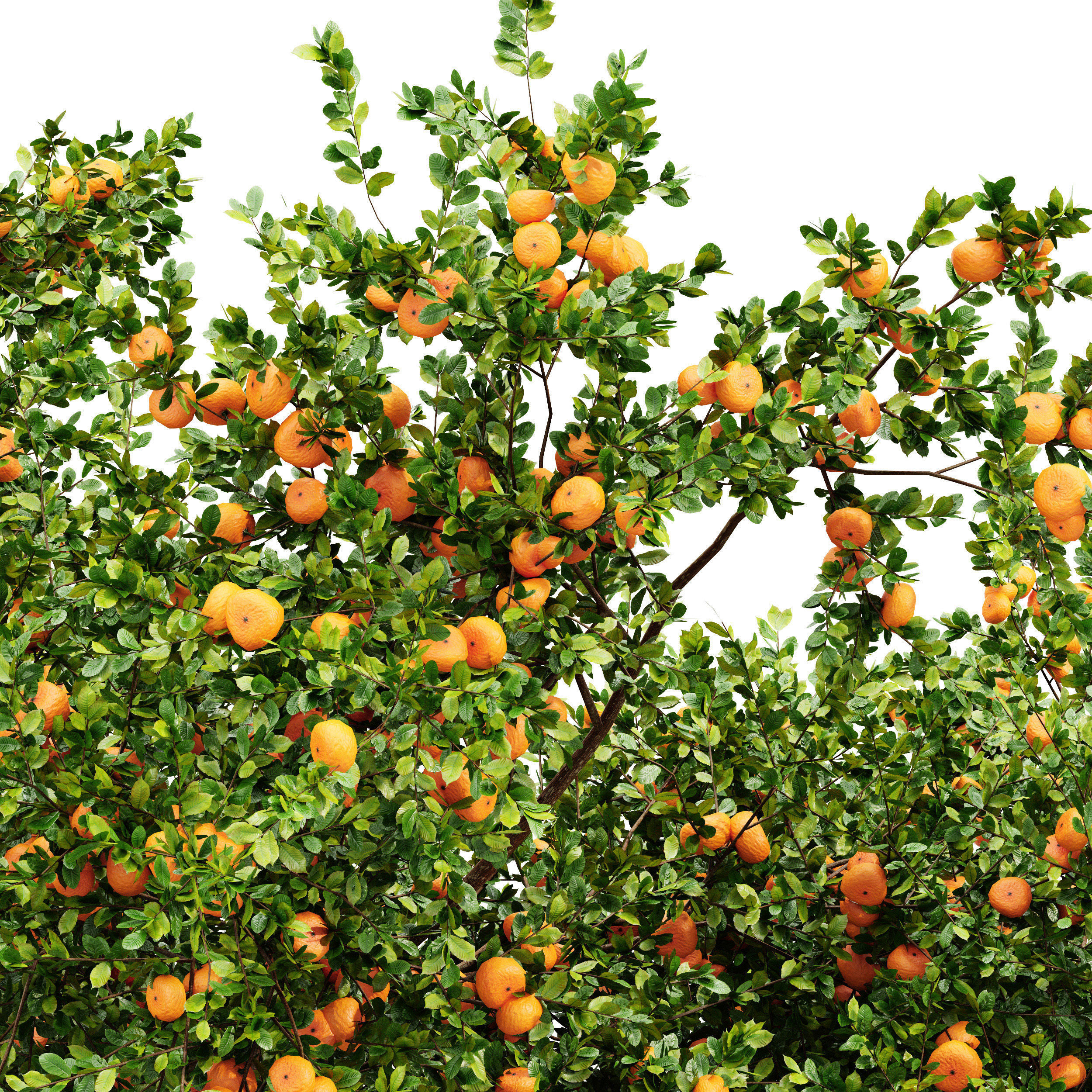 Tangerine fruit tree 3D model_1