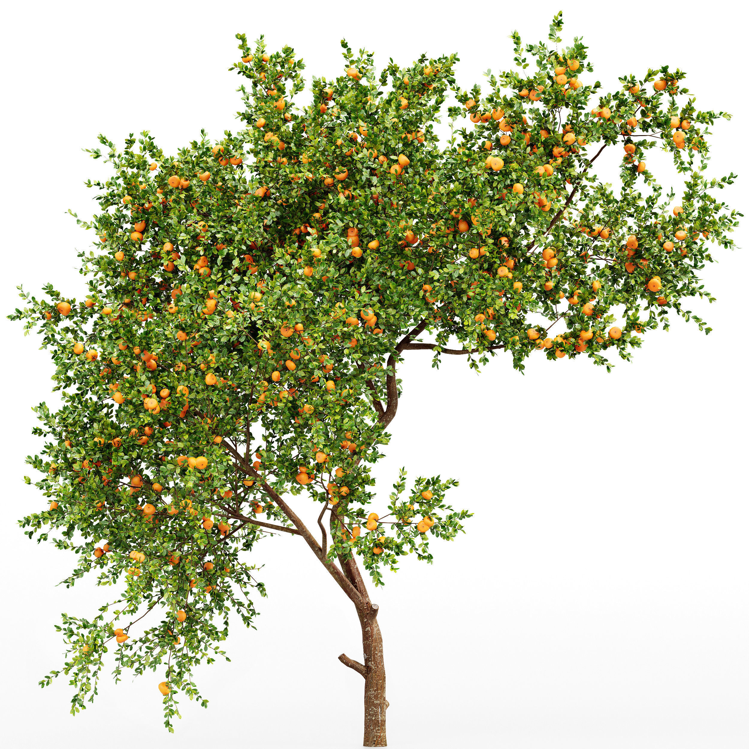 Tangerine fruit tree 3D model_3