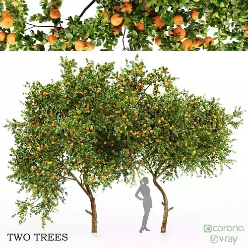 Tangerine fruit tree 3D model
