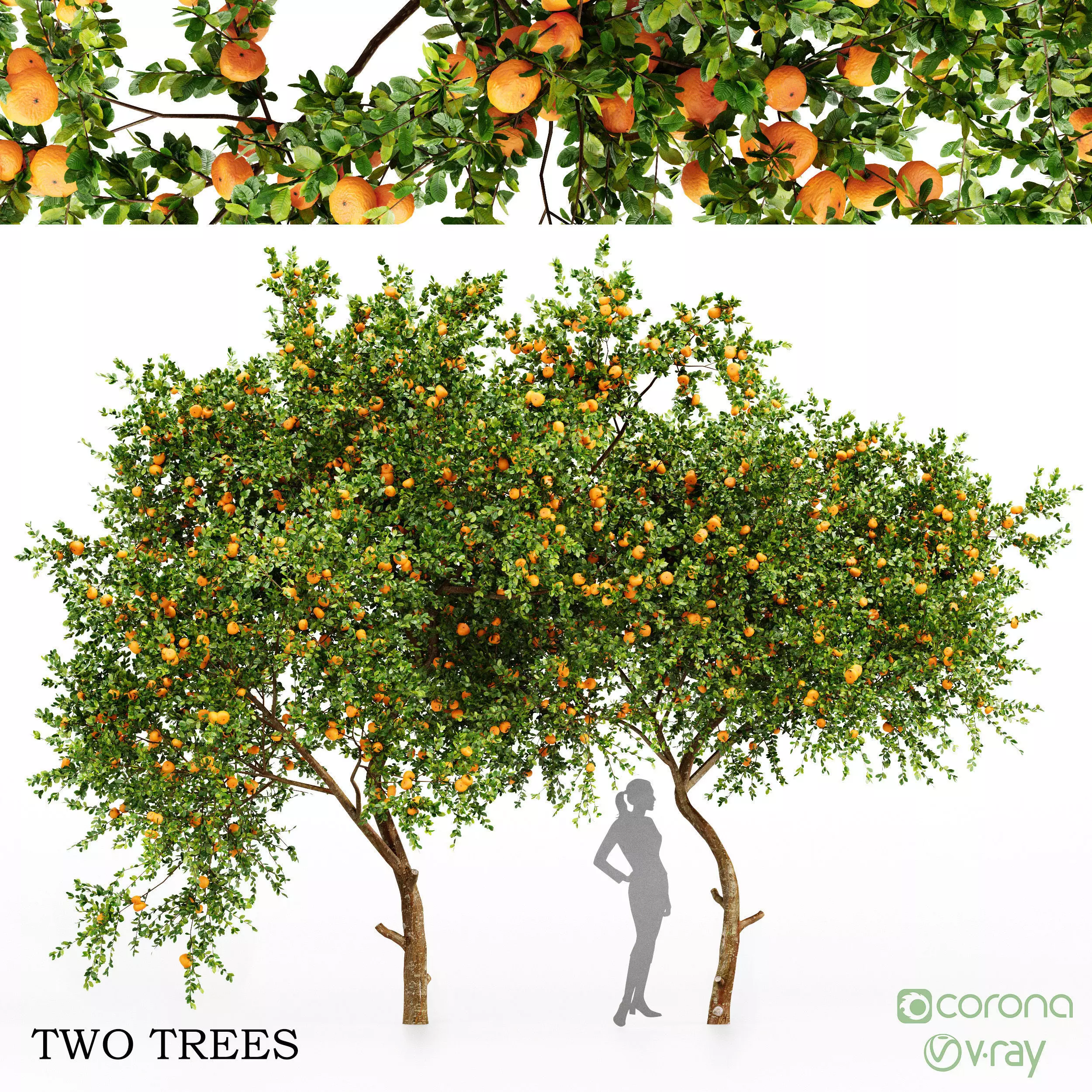 Tangerine fruit tree 3D model_0