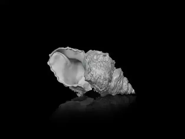 Shell Free 3D print model