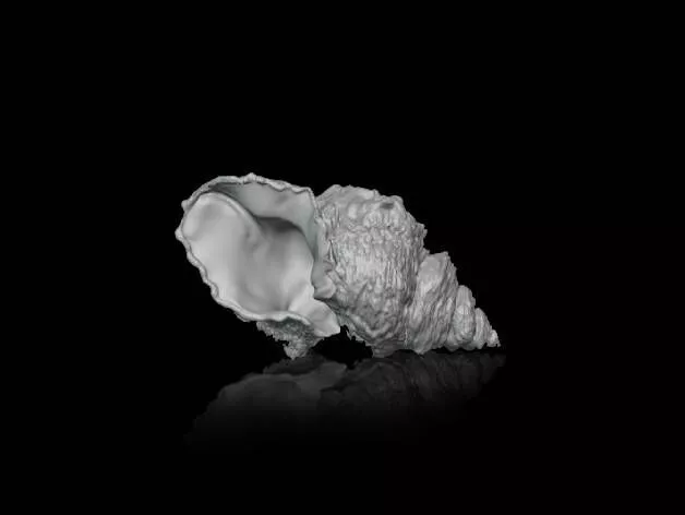 Shell Free 3D print model