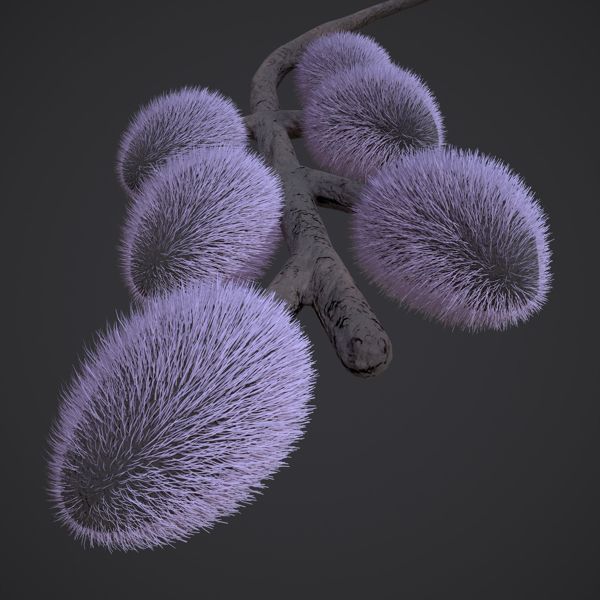 Pussy Willow Branch 3D model_5