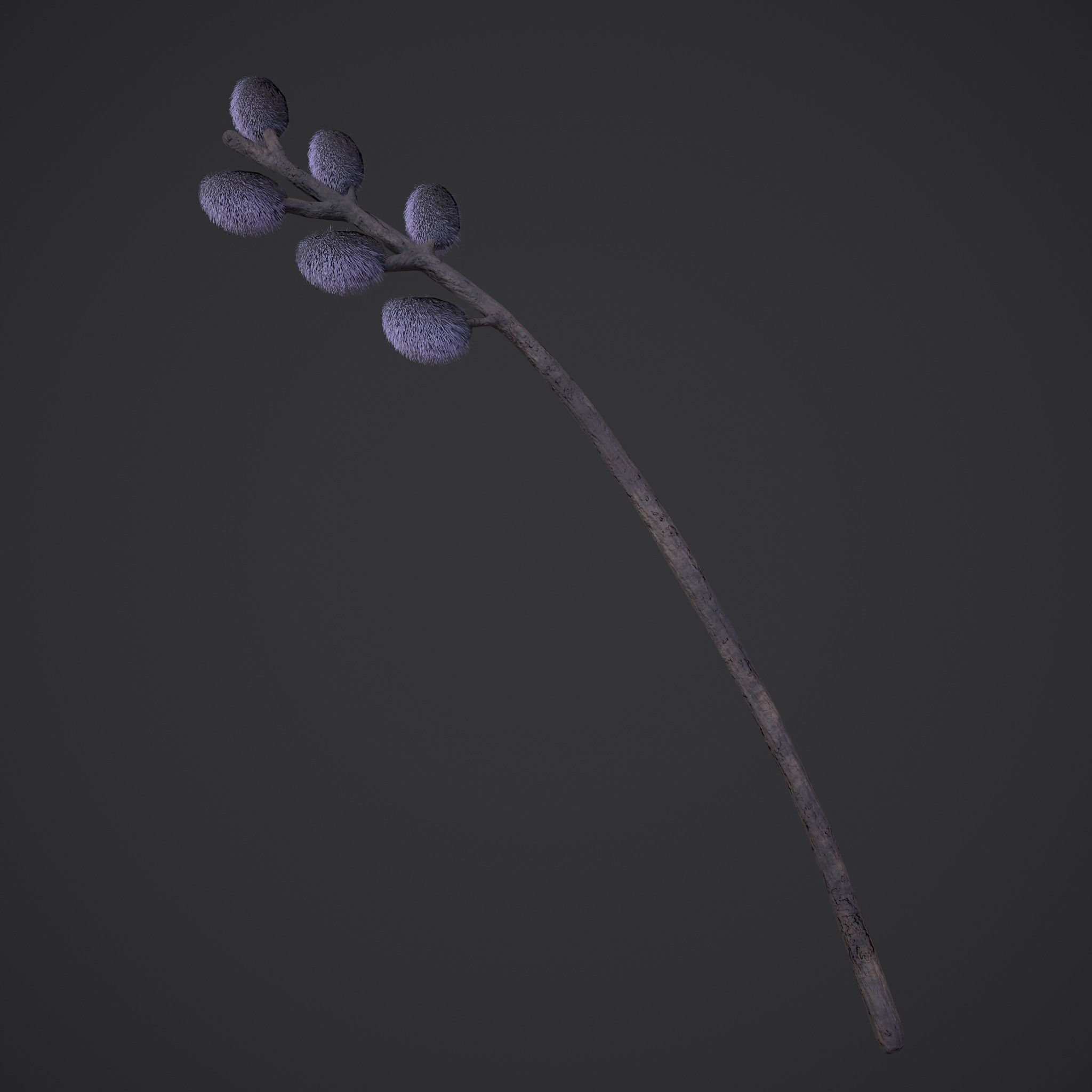 Pussy Willow Branch 3D model_6