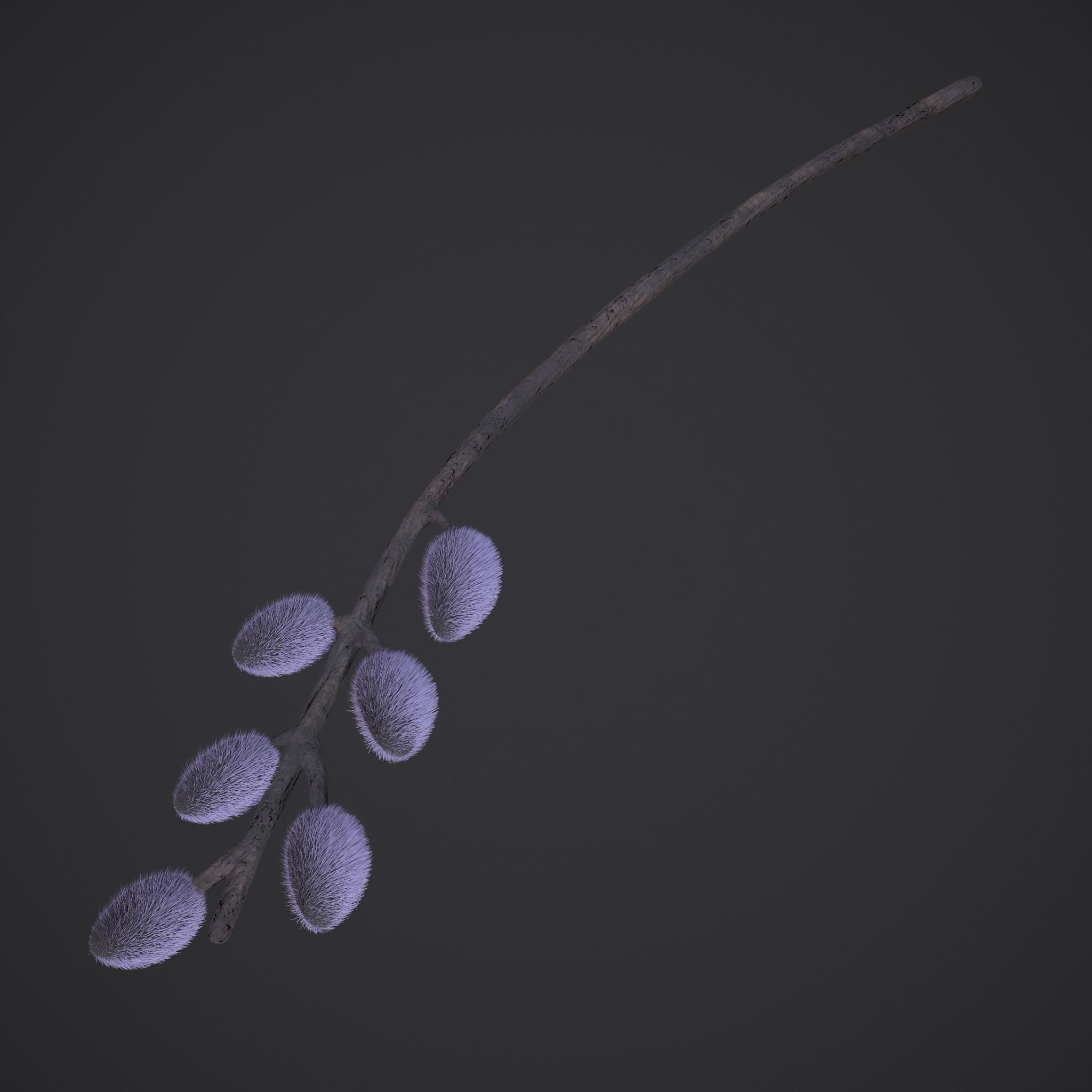 Pussy Willow Branch 3D model_10