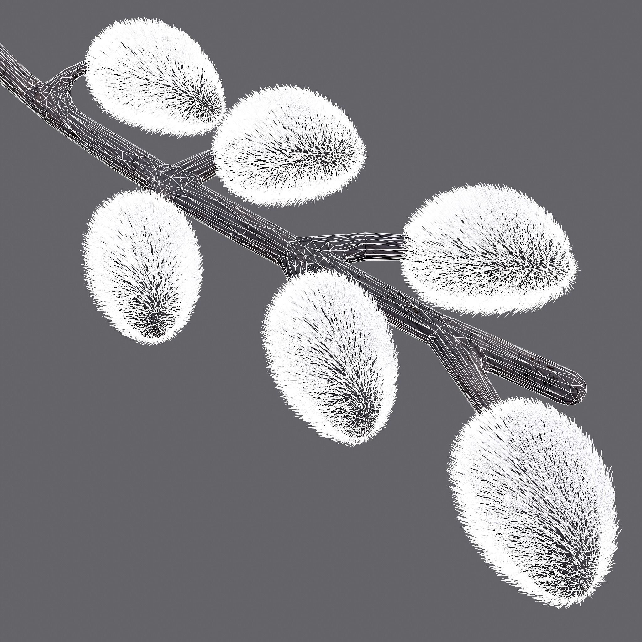 Pussy Willow Branch 3D model_13