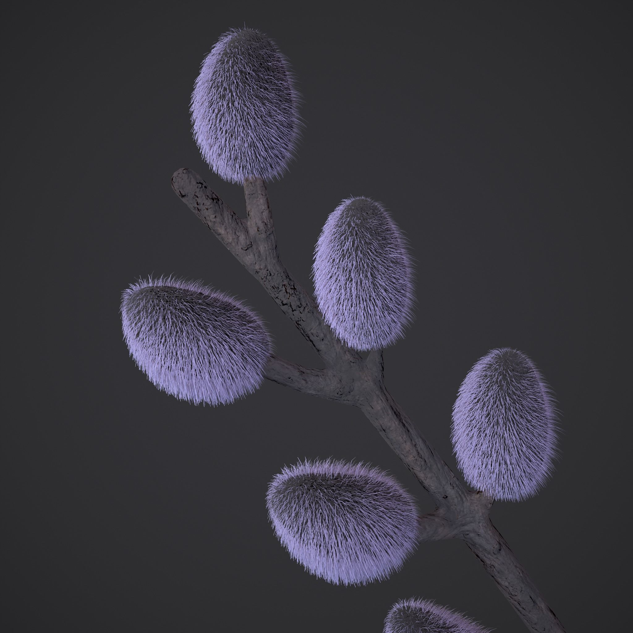 Pussy Willow Branch 3D model_9