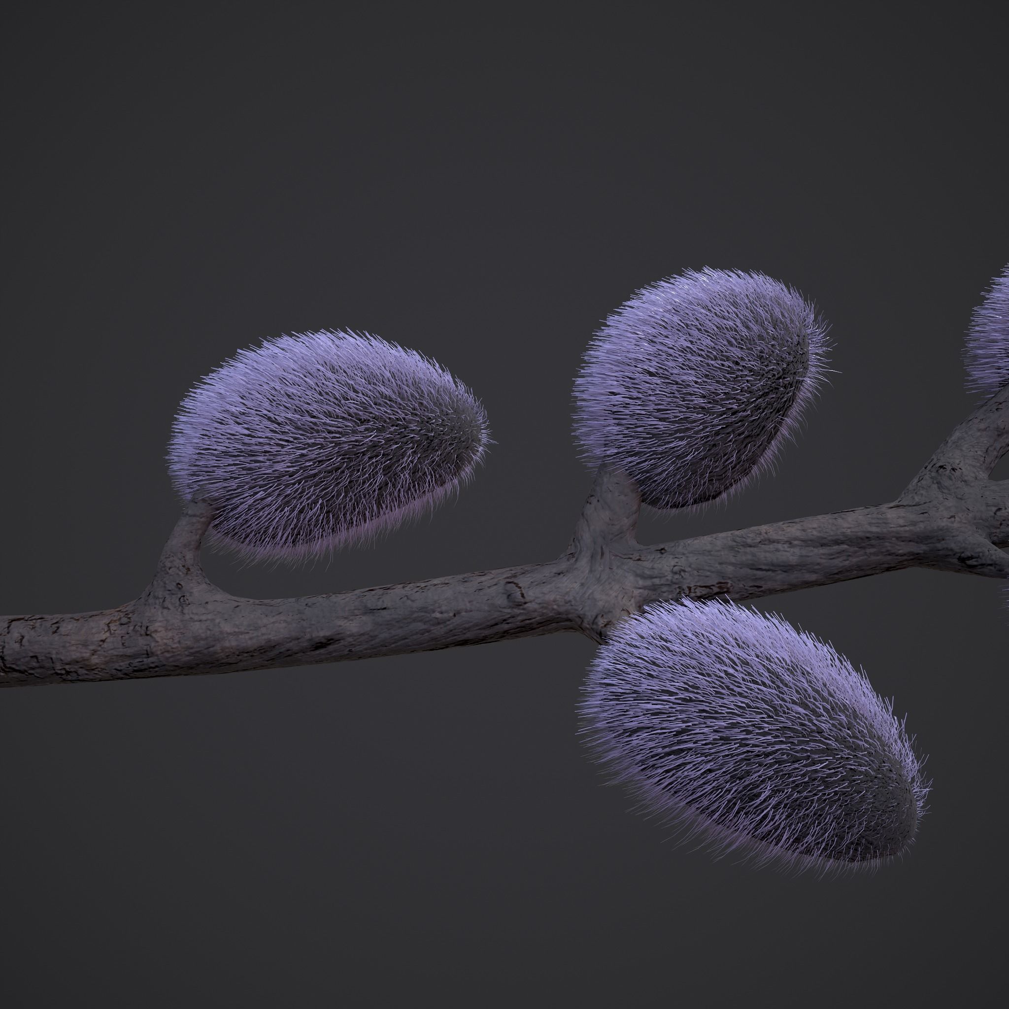 Pussy Willow Branch 3D model_8