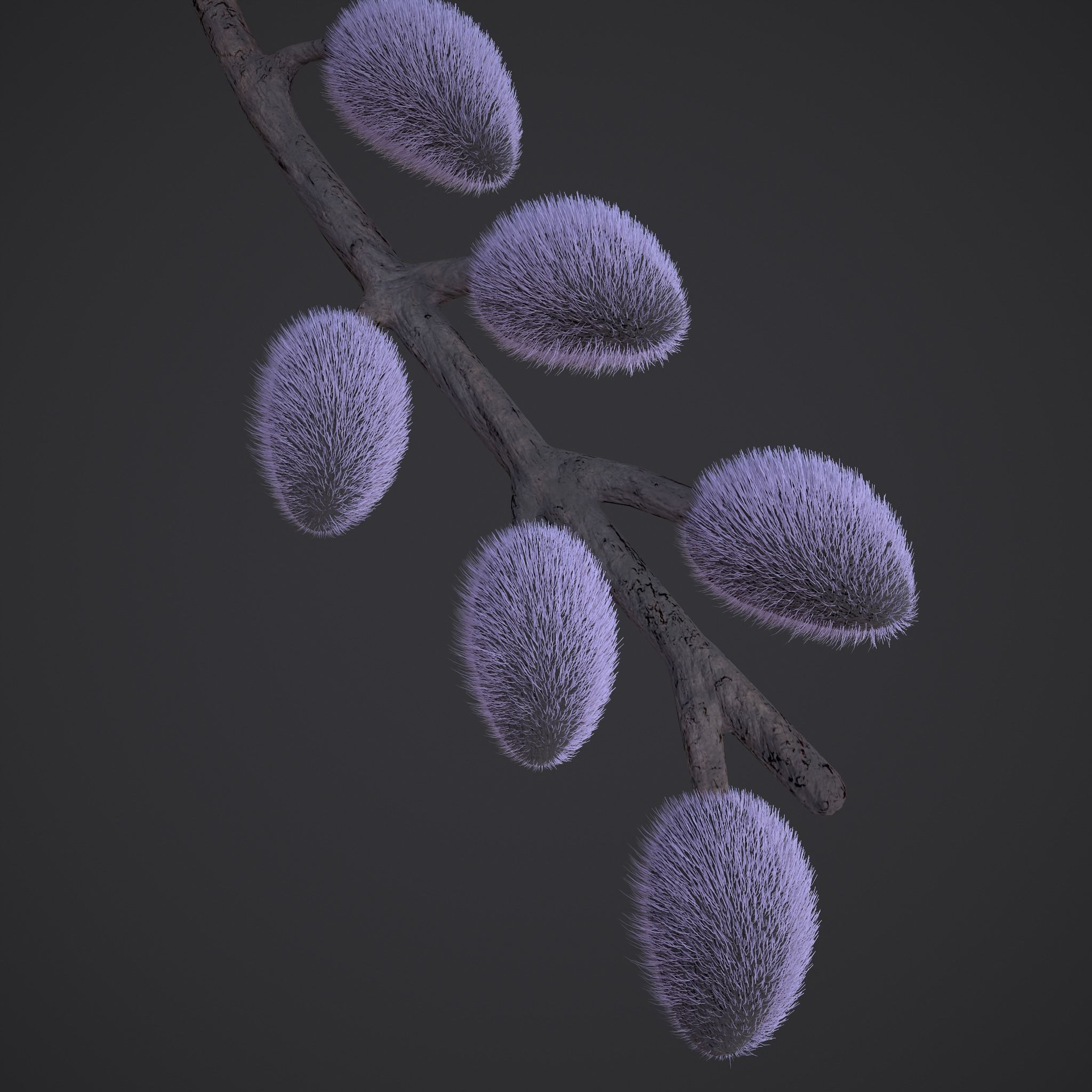 Pussy Willow Branch 3D model_4