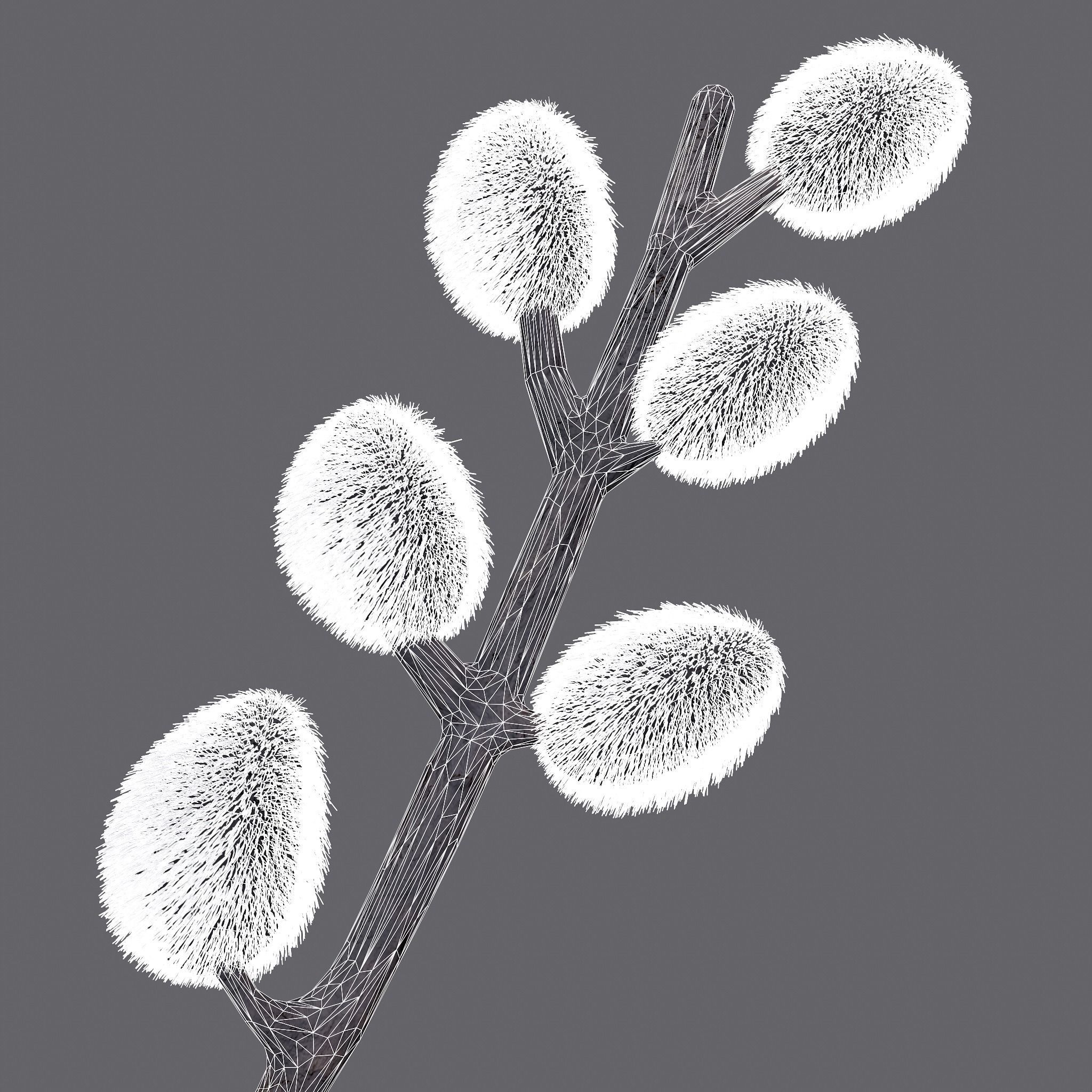 Pussy Willow Branch 3D model_14