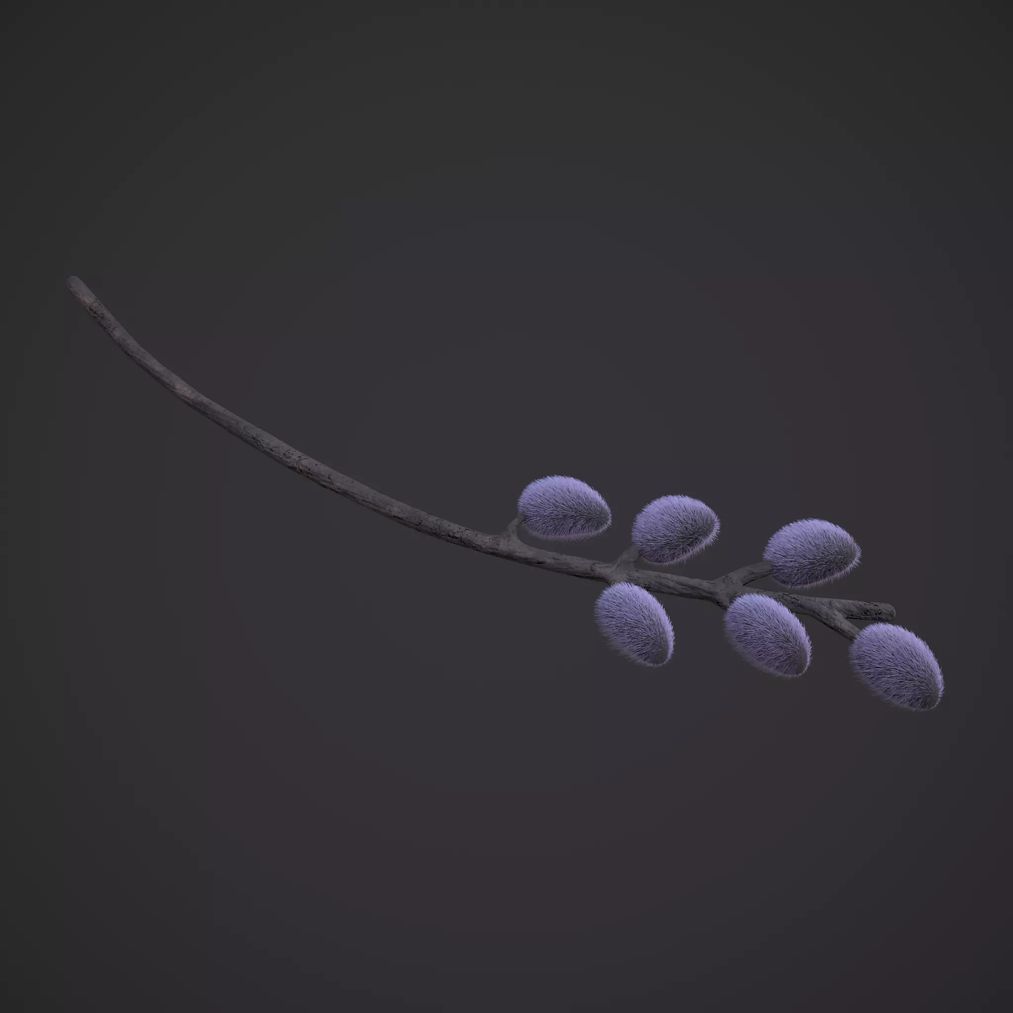 Pussy Willow Branch 3D model_0