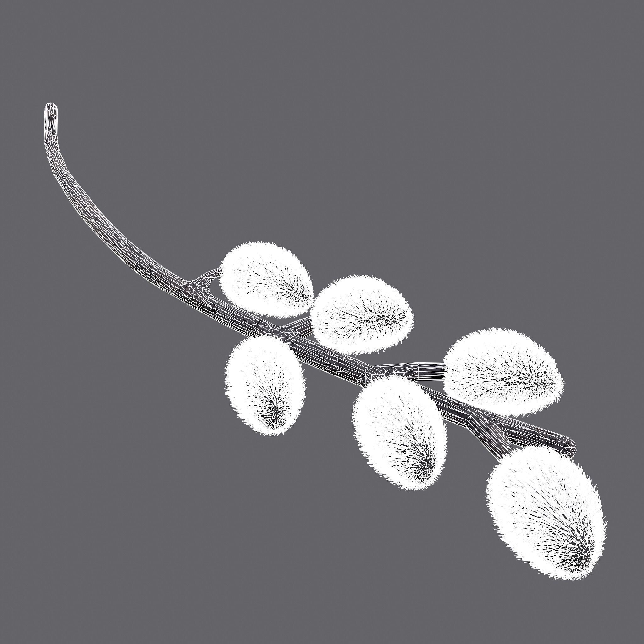 Pussy Willow Branch 3D model_12