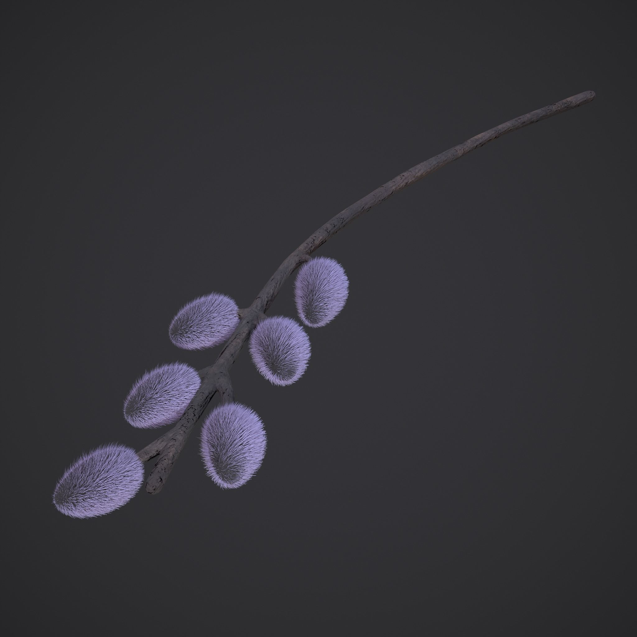 Pussy Willow Branch 3D model_3