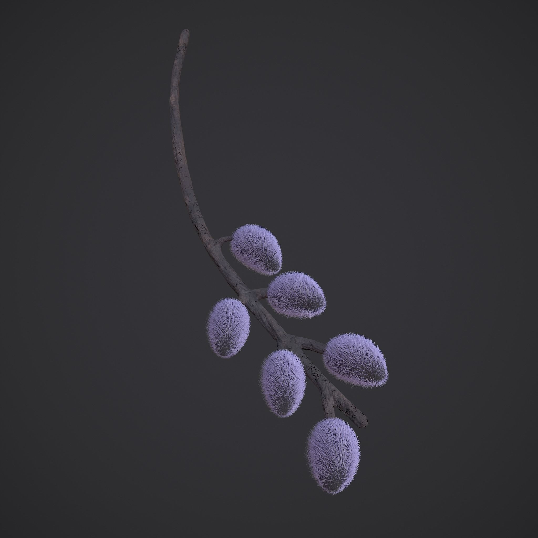 Pussy Willow Branch 3D model_2