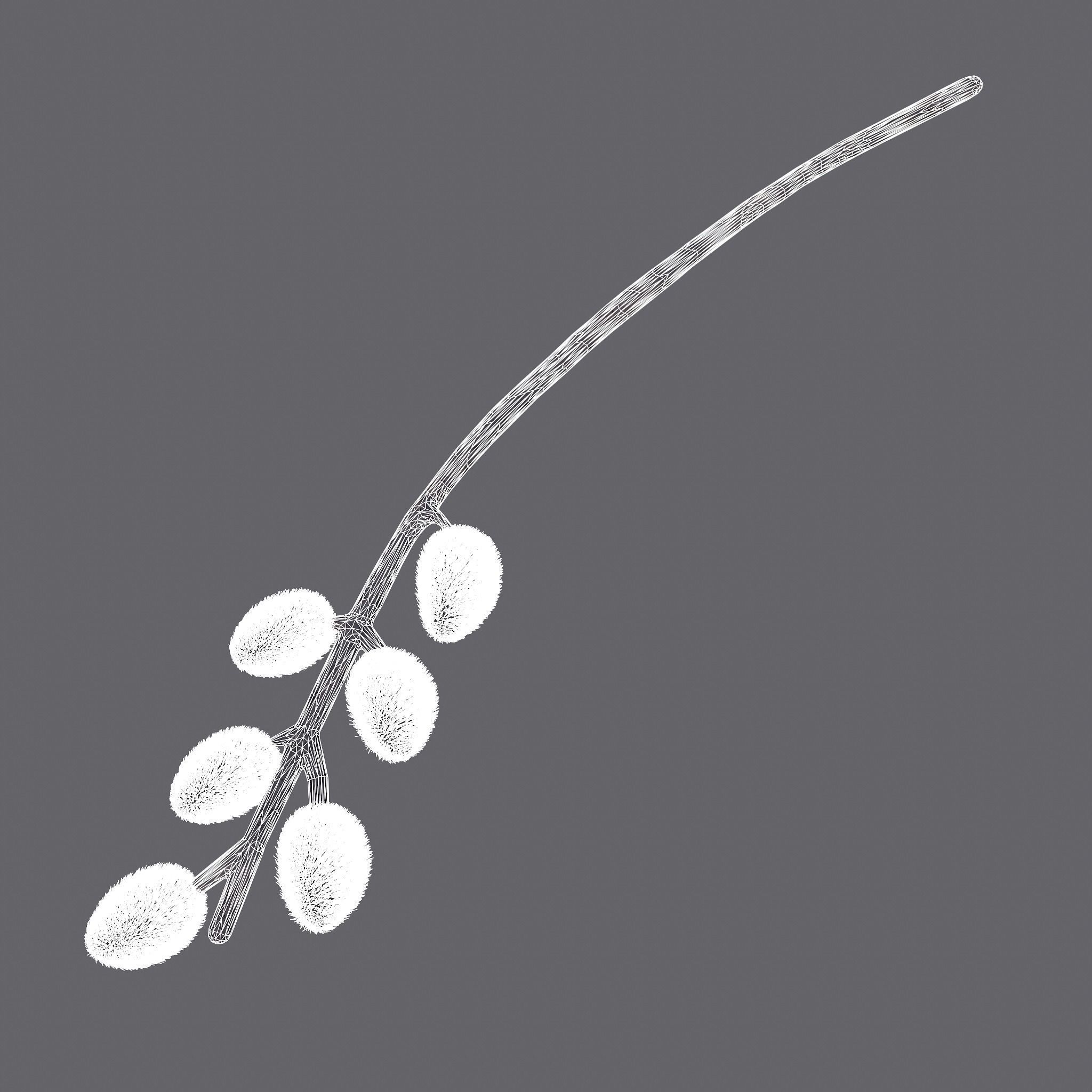 Pussy Willow Branch 3D model_11