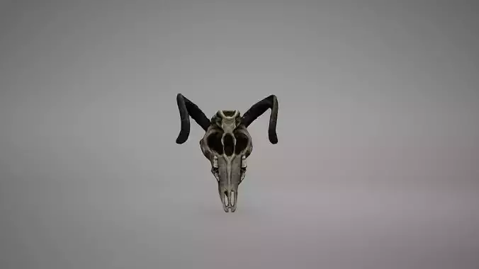 Viking Ram Skull Low Poly Game Ready