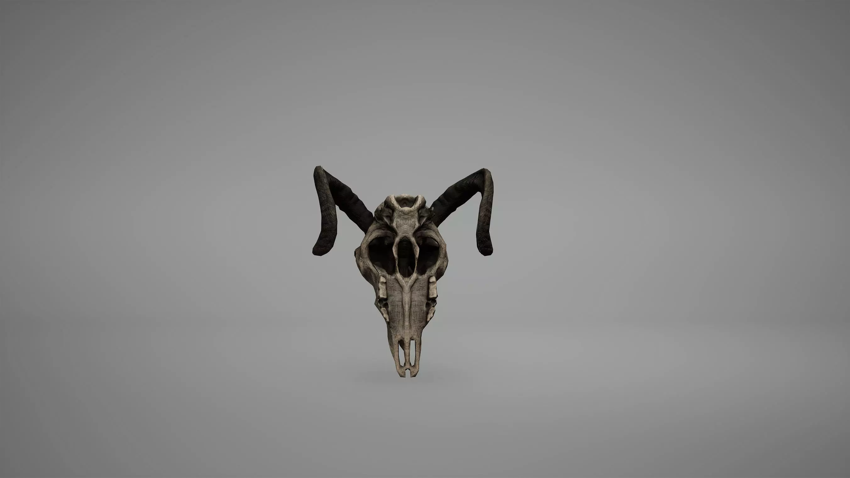 Viking Ram Skull Low Poly Game Ready Low-poly 3D model_0