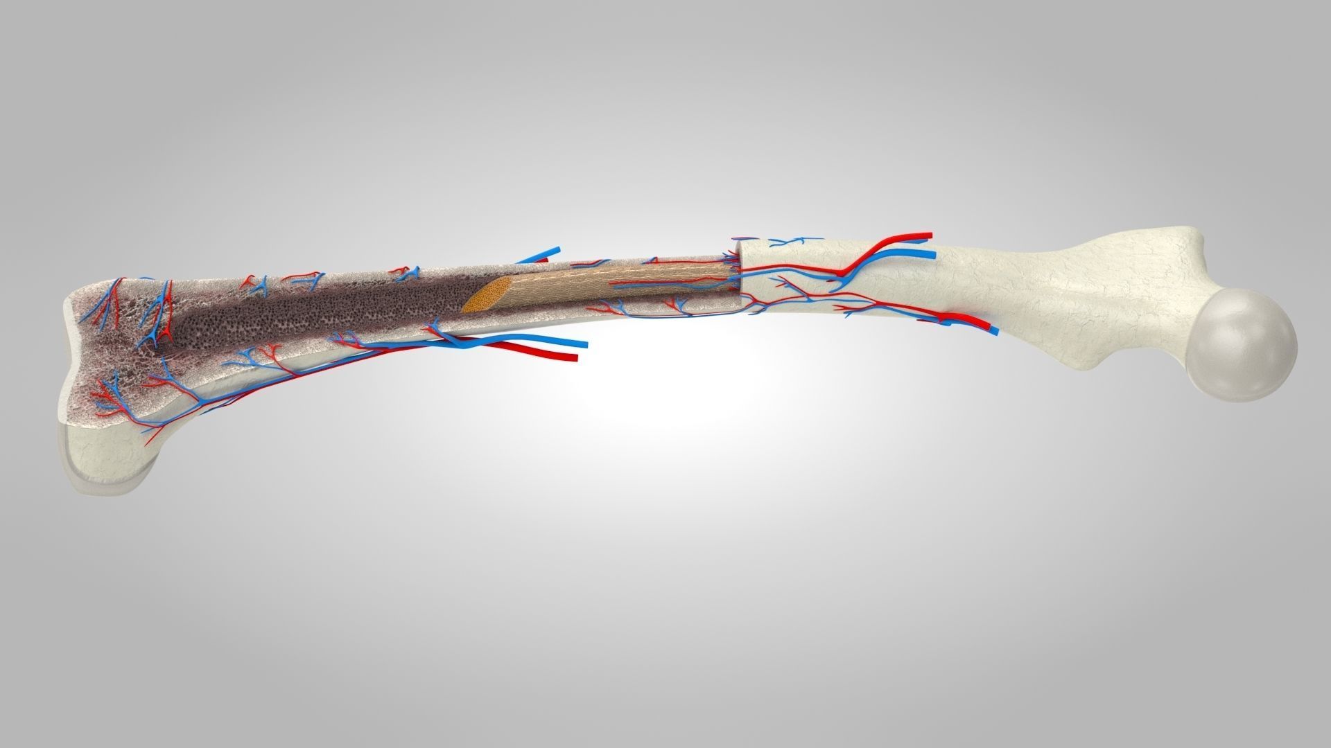 Bone Anatomy Low-poly 3D model_7