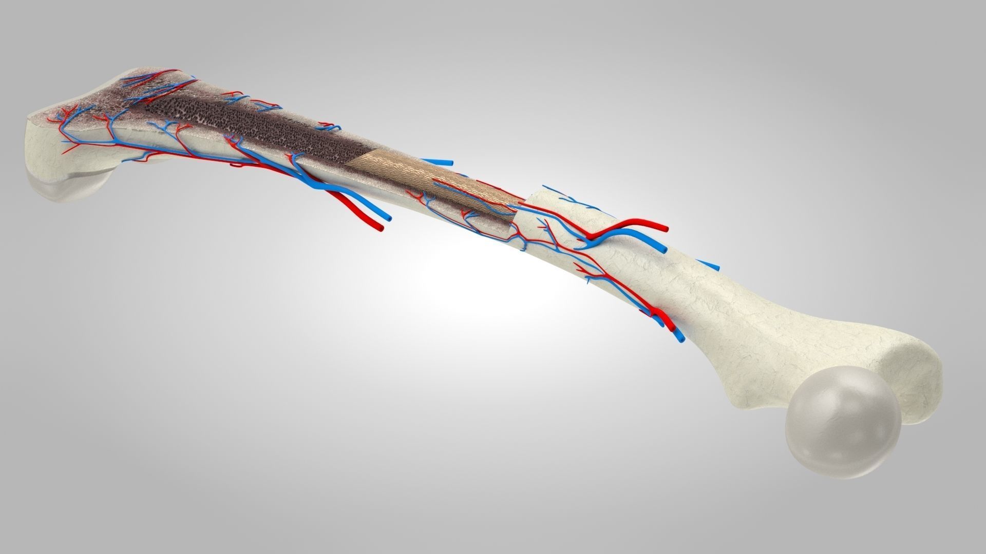 Bone Anatomy Low-poly 3D model_9