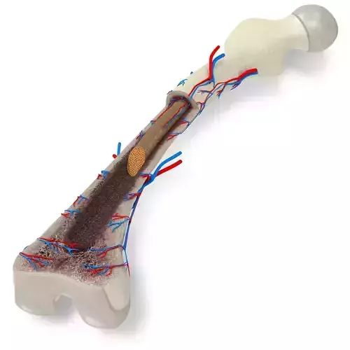 Bone Anatomy Low-poly 3D model