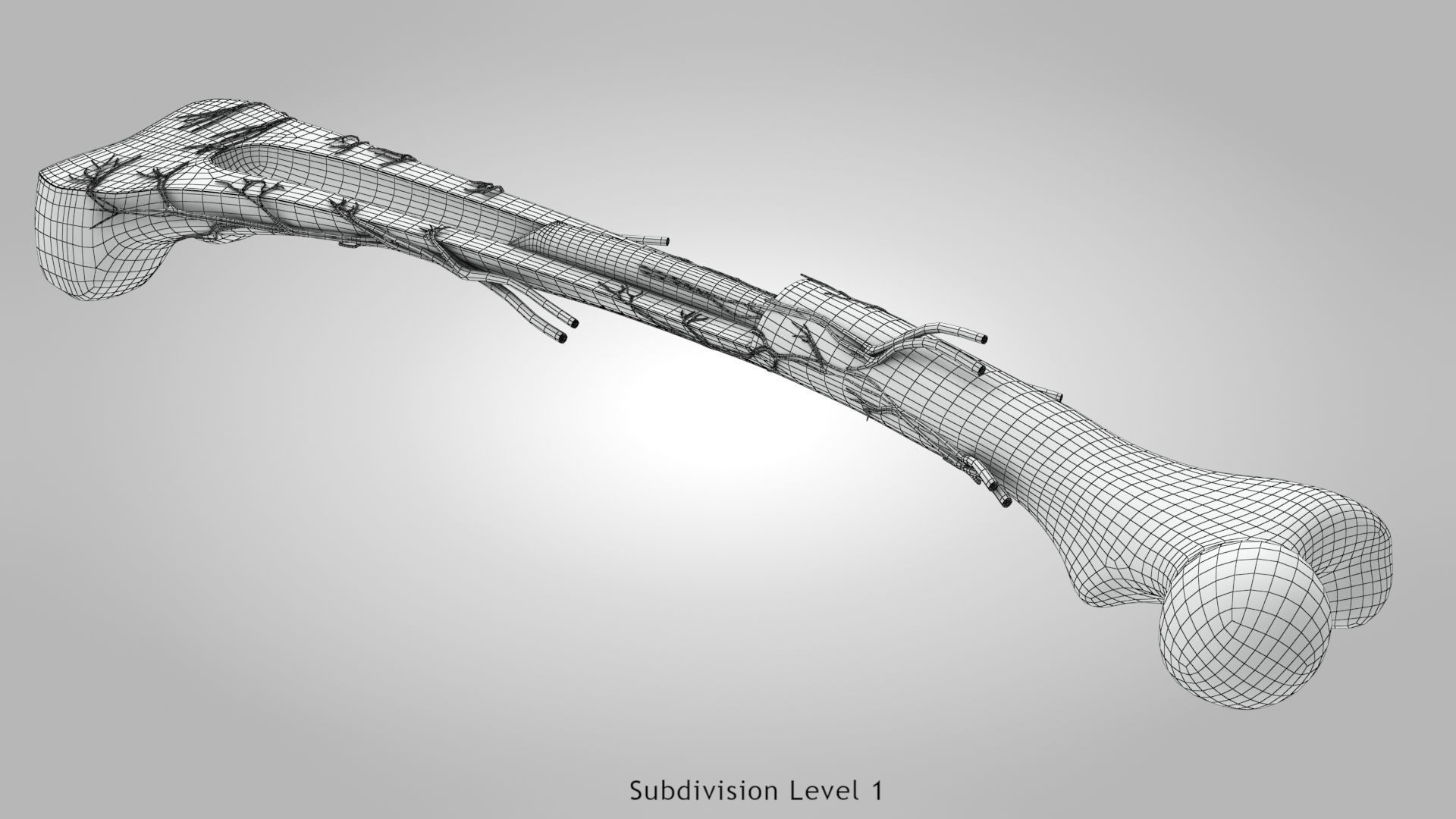 Bone Anatomy Low-poly 3D model_19
