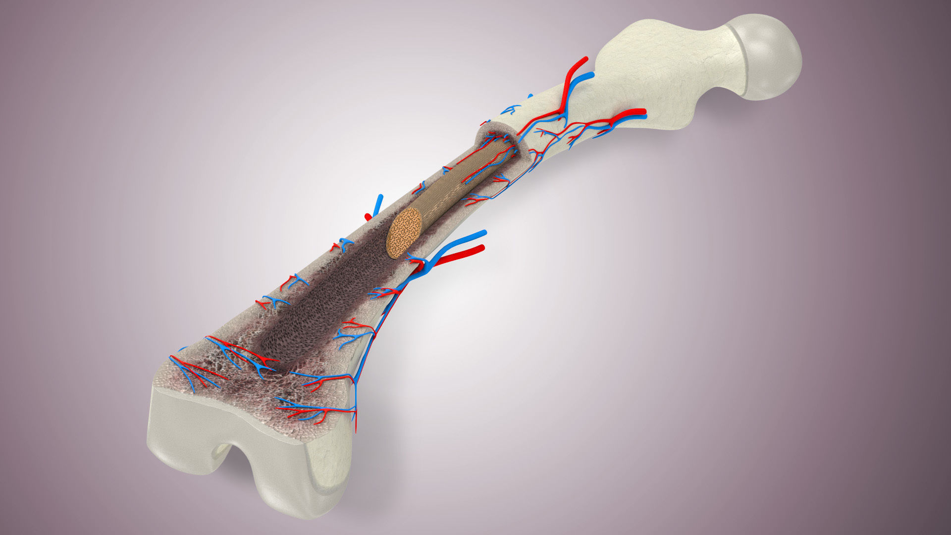 Bone Anatomy Low-poly 3D model_3