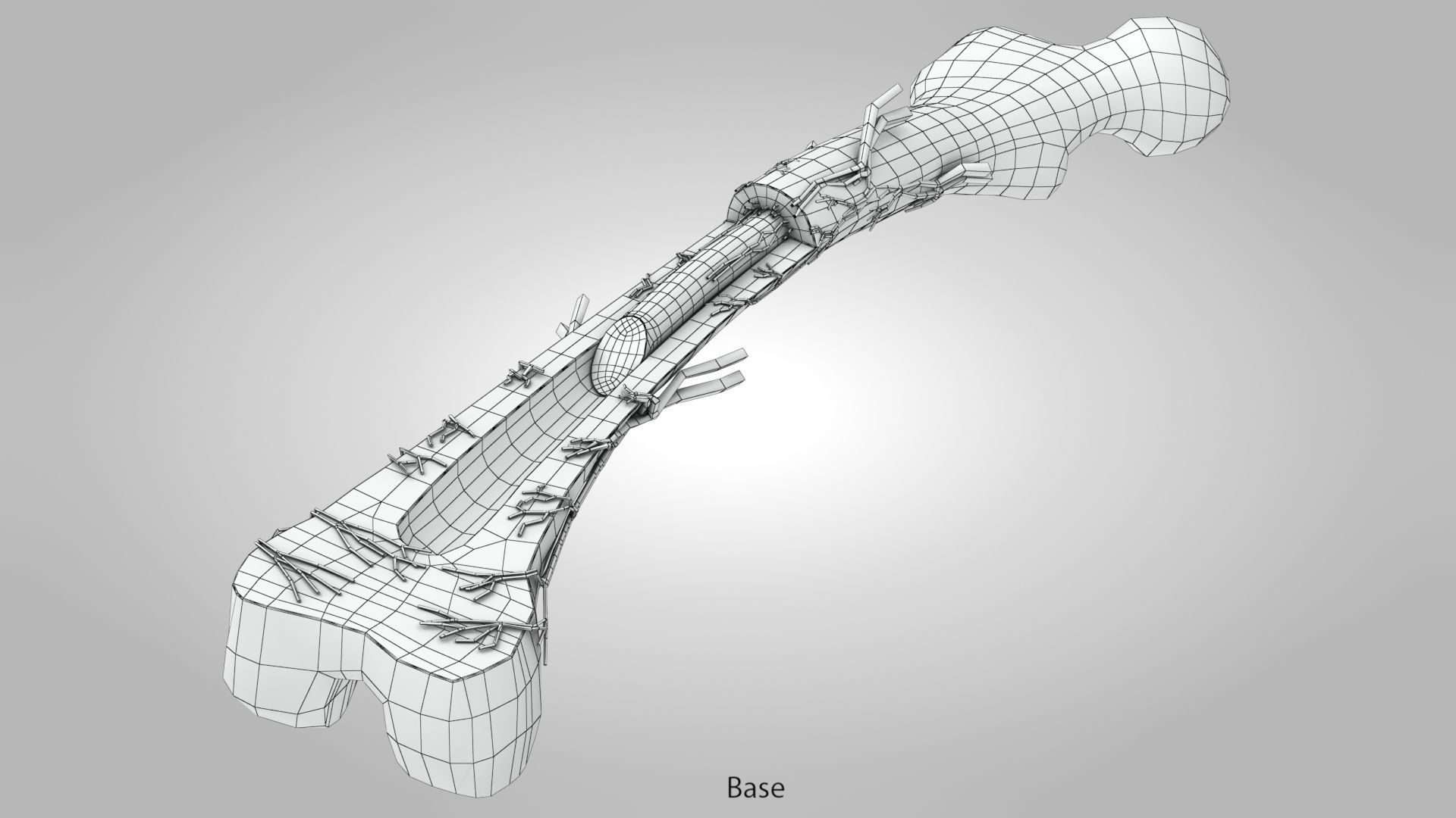 Bone Anatomy Low-poly 3D model_12