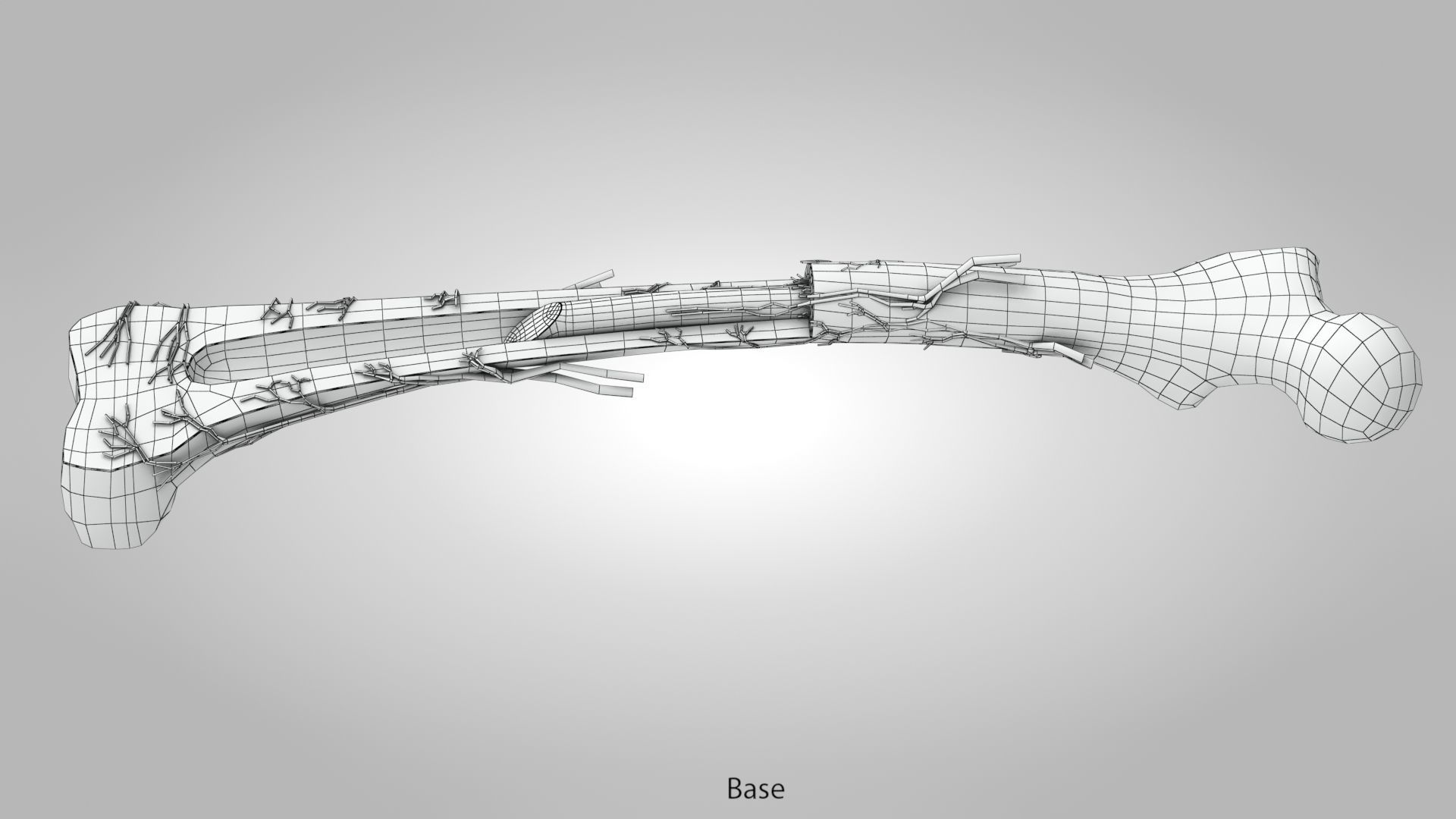 Bone Anatomy Low-poly 3D model_14