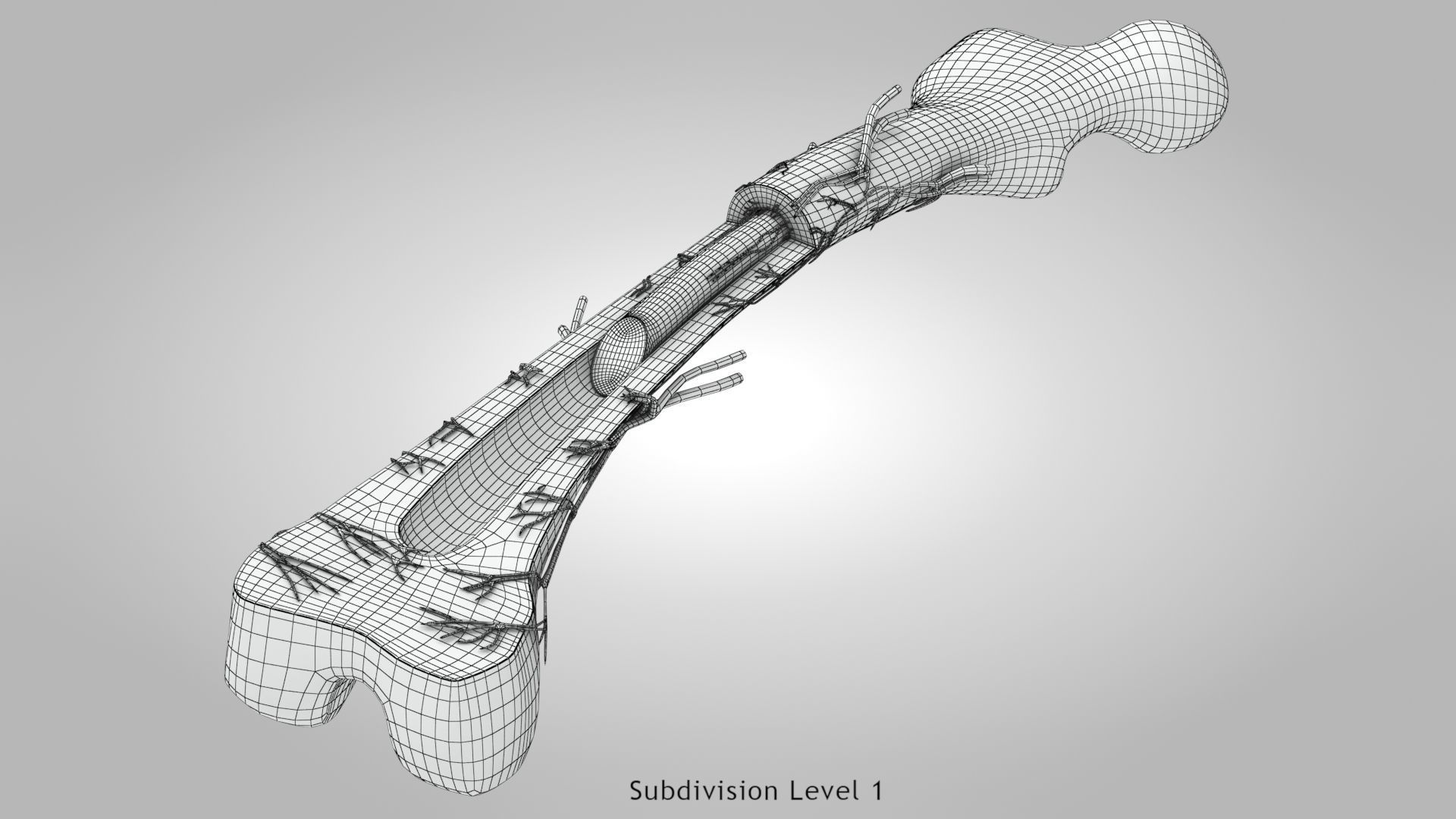 Bone Anatomy Low-poly 3D model_13