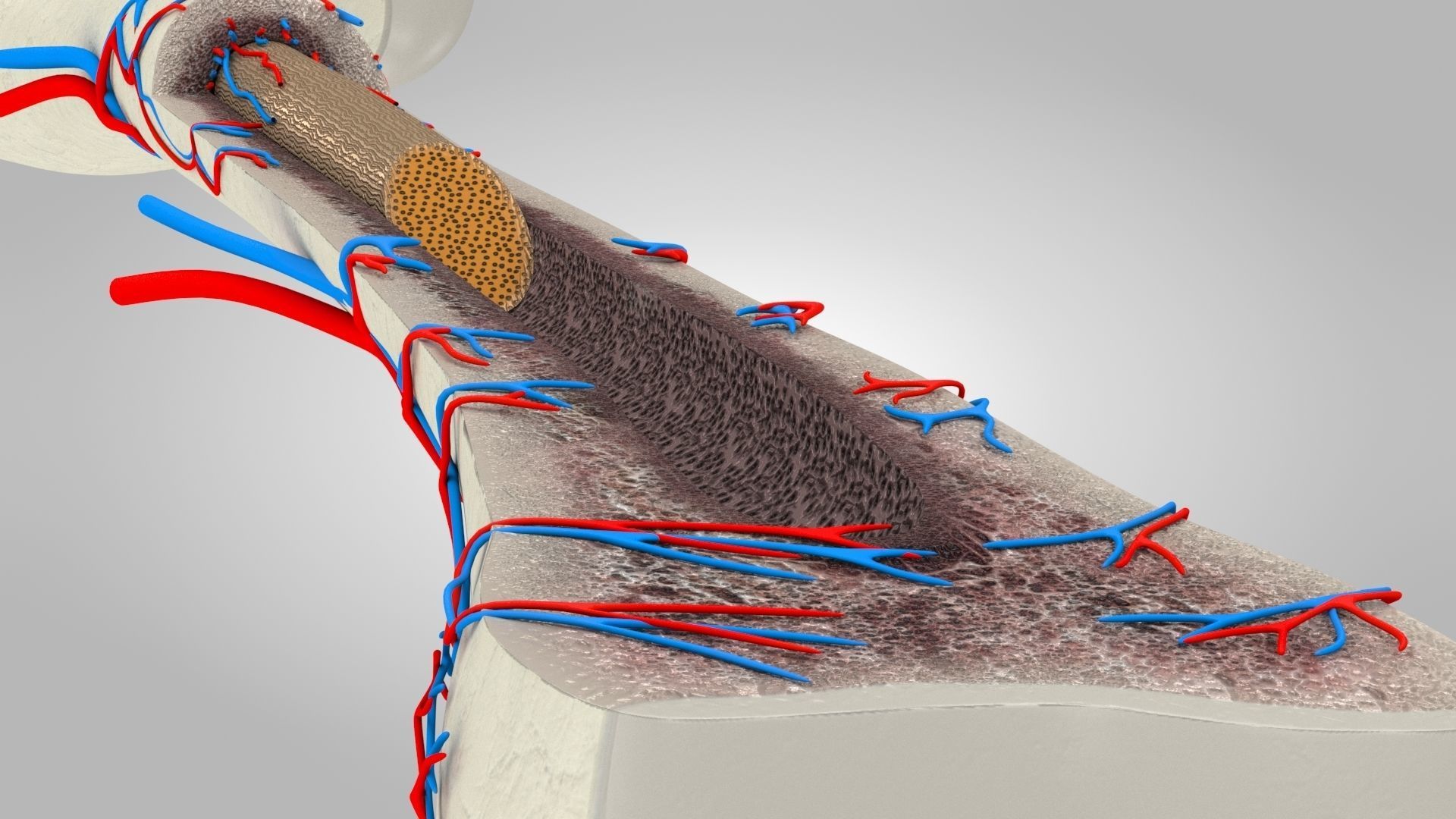 Bone Anatomy Low-poly 3D model_5