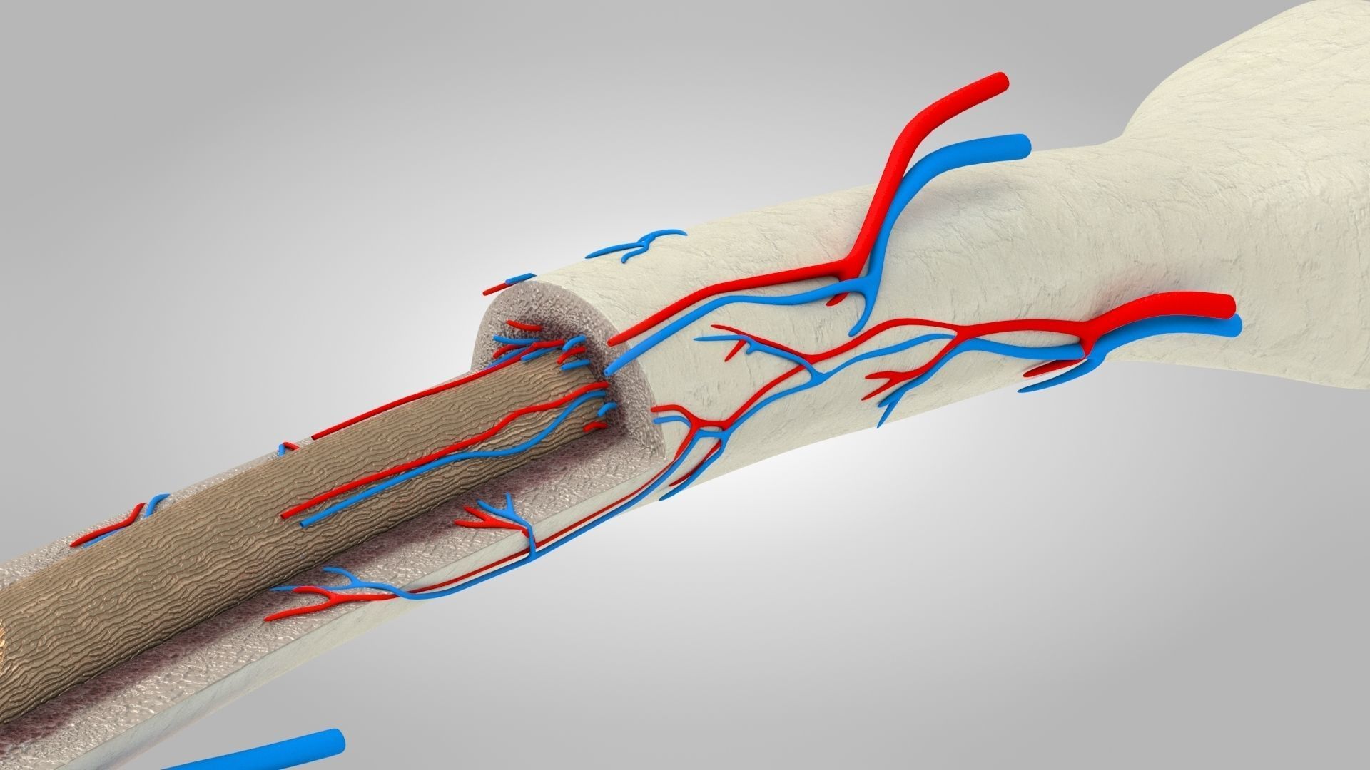 Bone Anatomy Low-poly 3D model_11