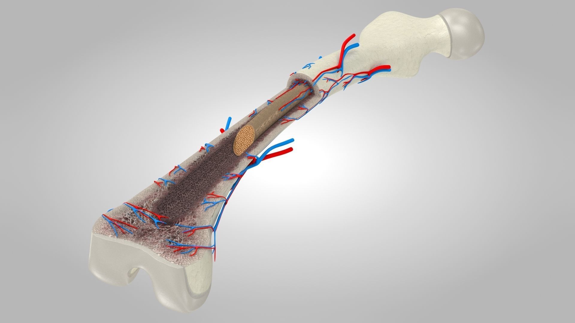 Bone Anatomy Low-poly 3D model_6
