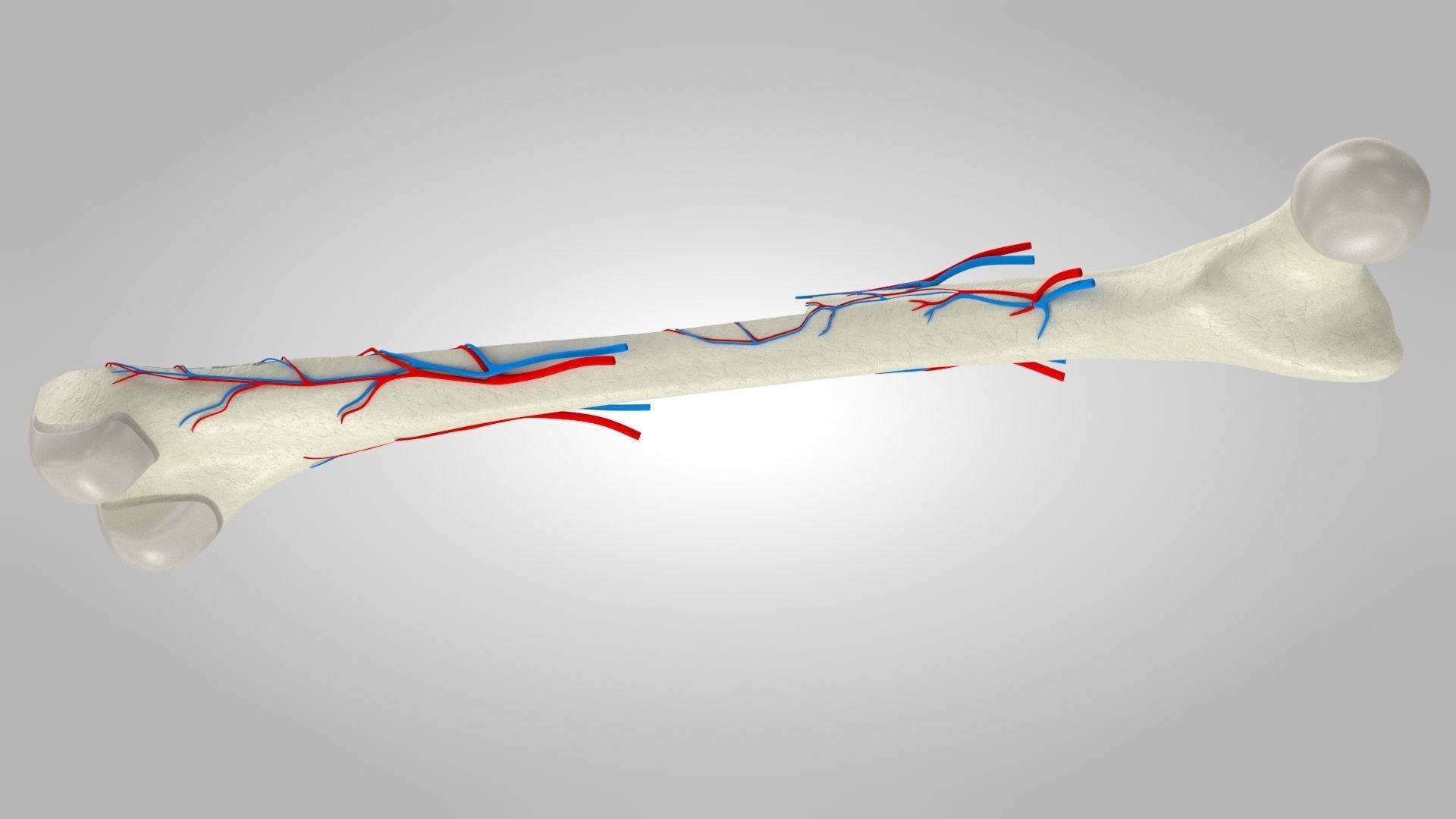 Bone Anatomy Low-poly 3D model_10