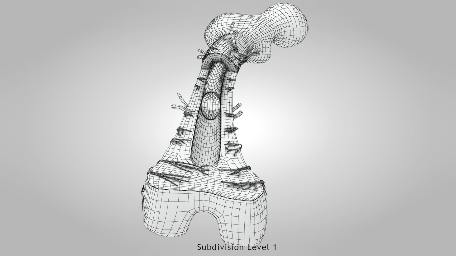Bone Anatomy Low-poly 3D model_17