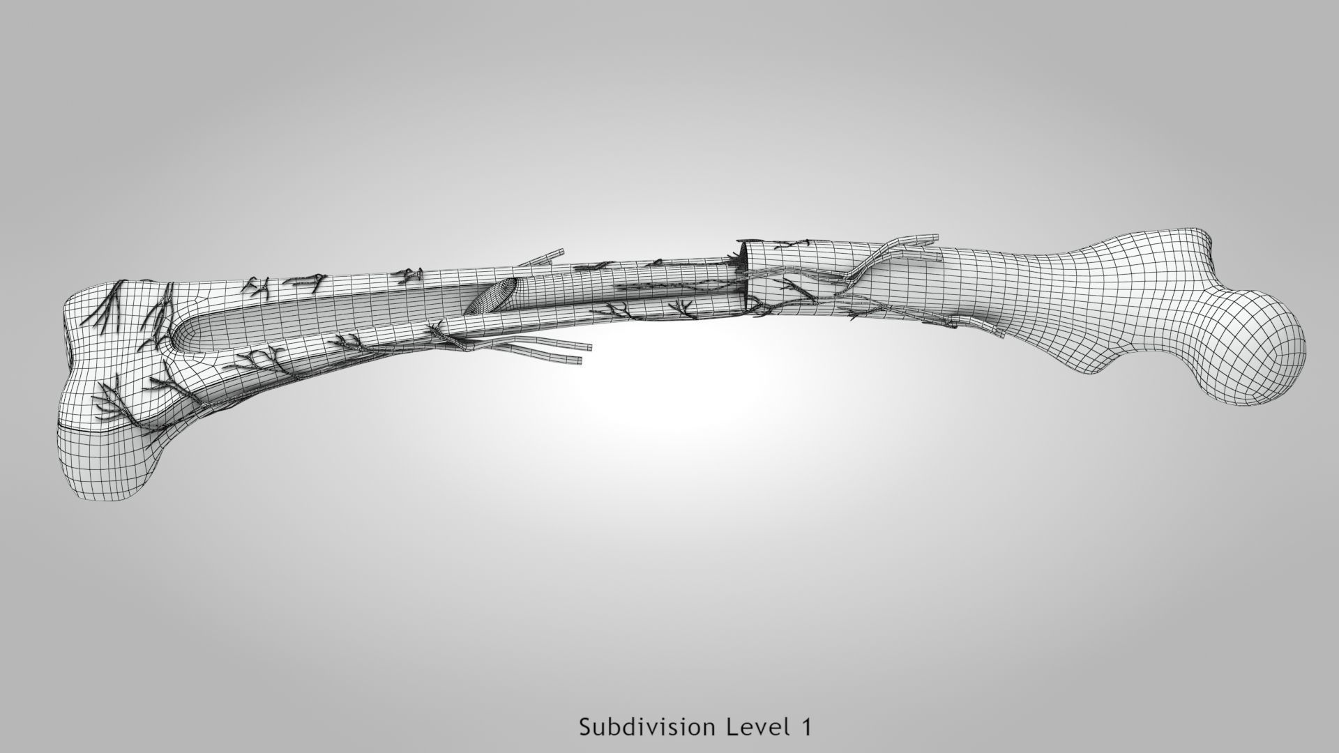 Bone Anatomy Low-poly 3D model_15