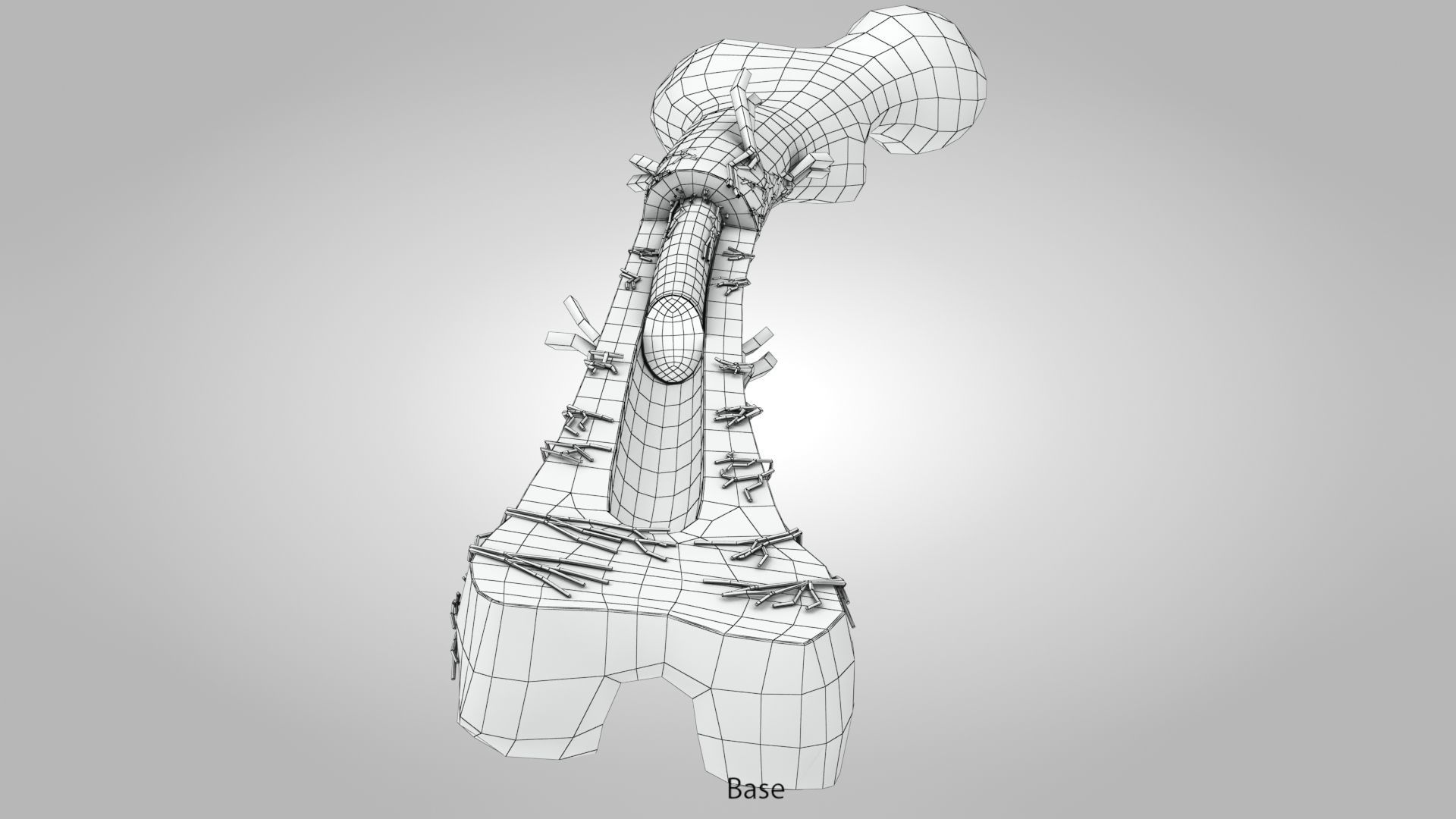 Bone Anatomy Low-poly 3D model_16