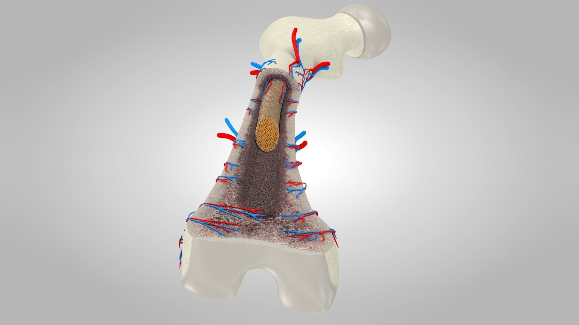 Bone Anatomy Low-poly 3D model_8