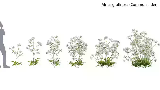 Anthriscus sylvestris - Cow parsley - 01 3D model