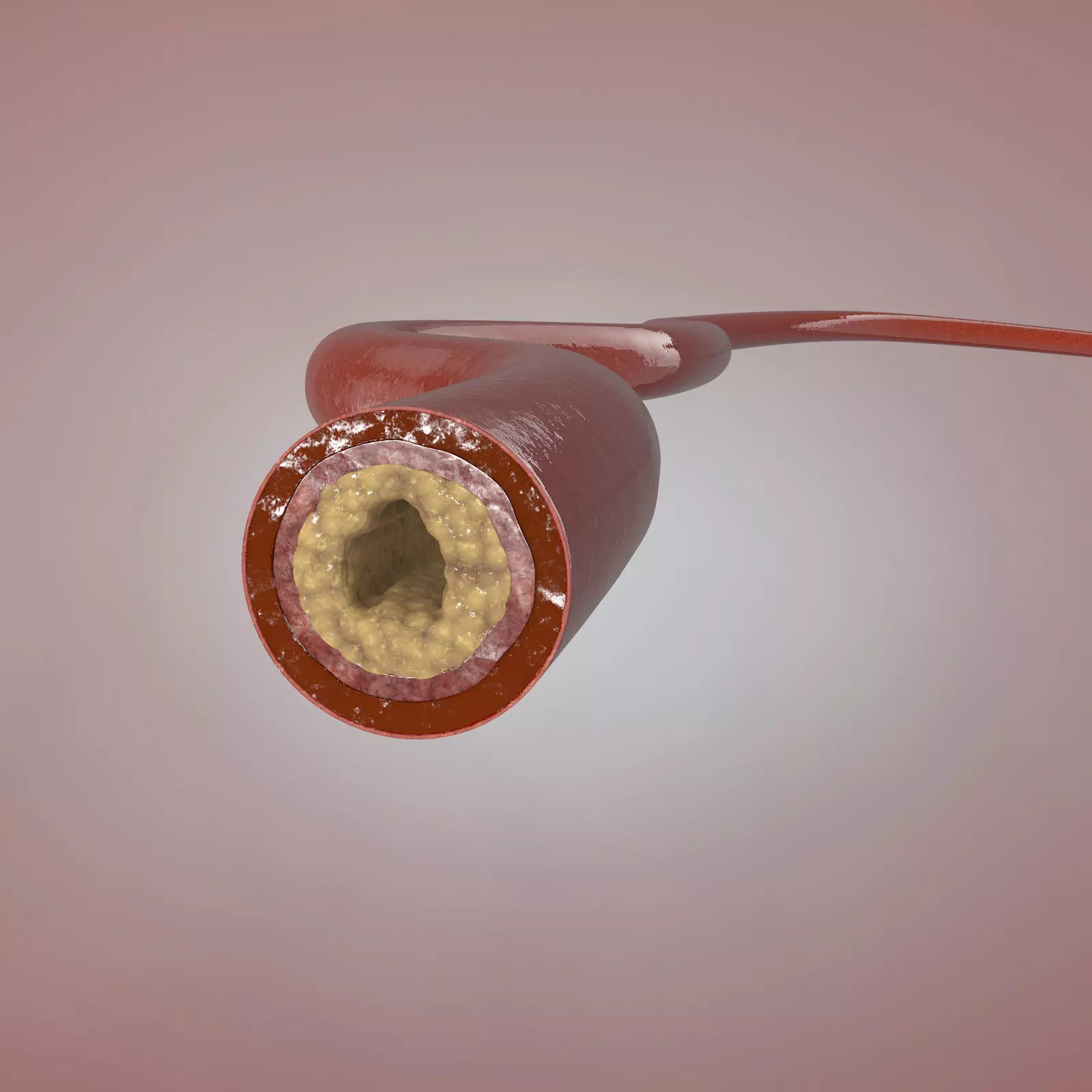 Blood vessels anatomy 3D model