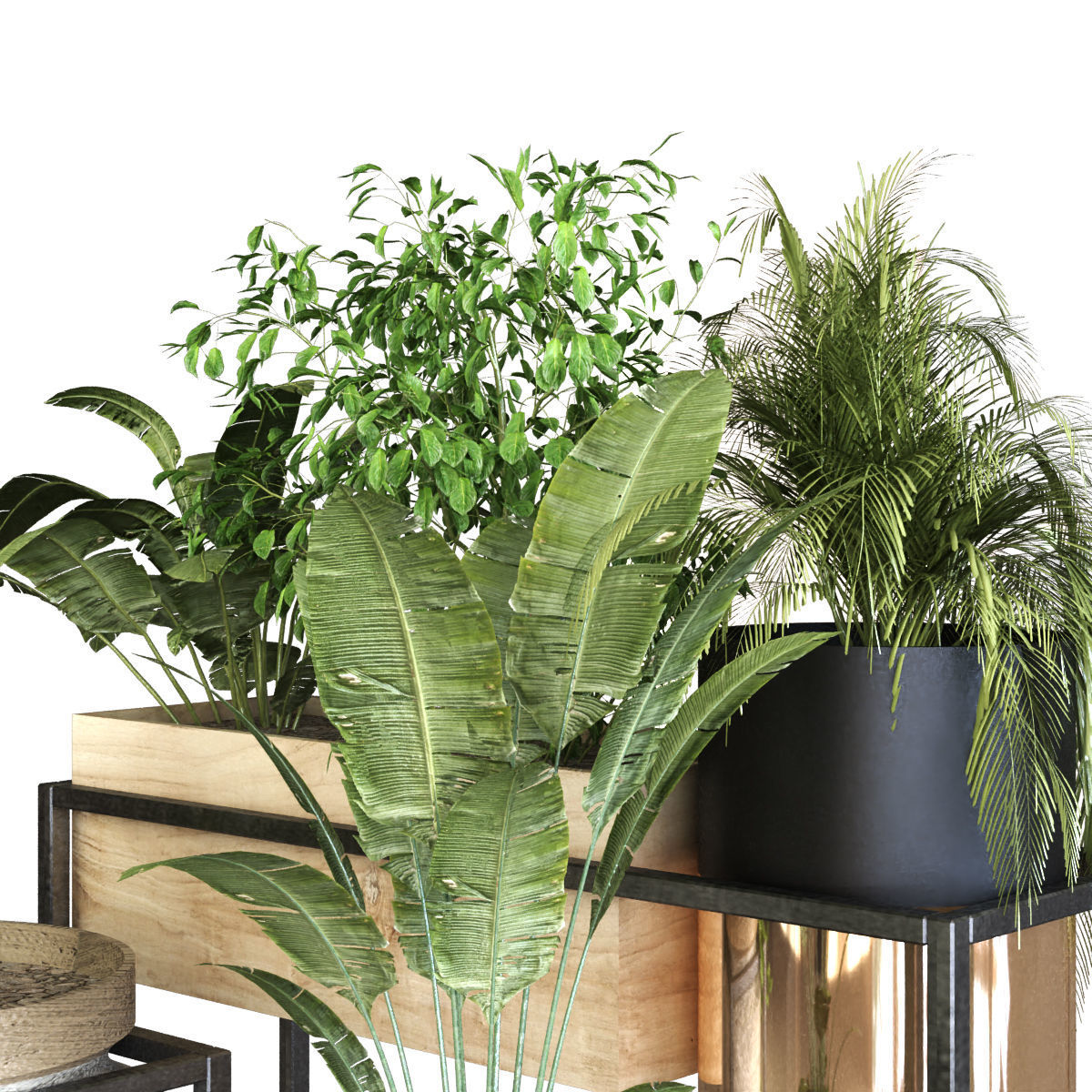 plant set 053 Low-poly 3D model_1