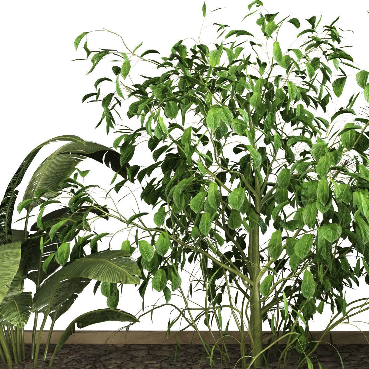 plant set 053 Low-poly 3D model_3