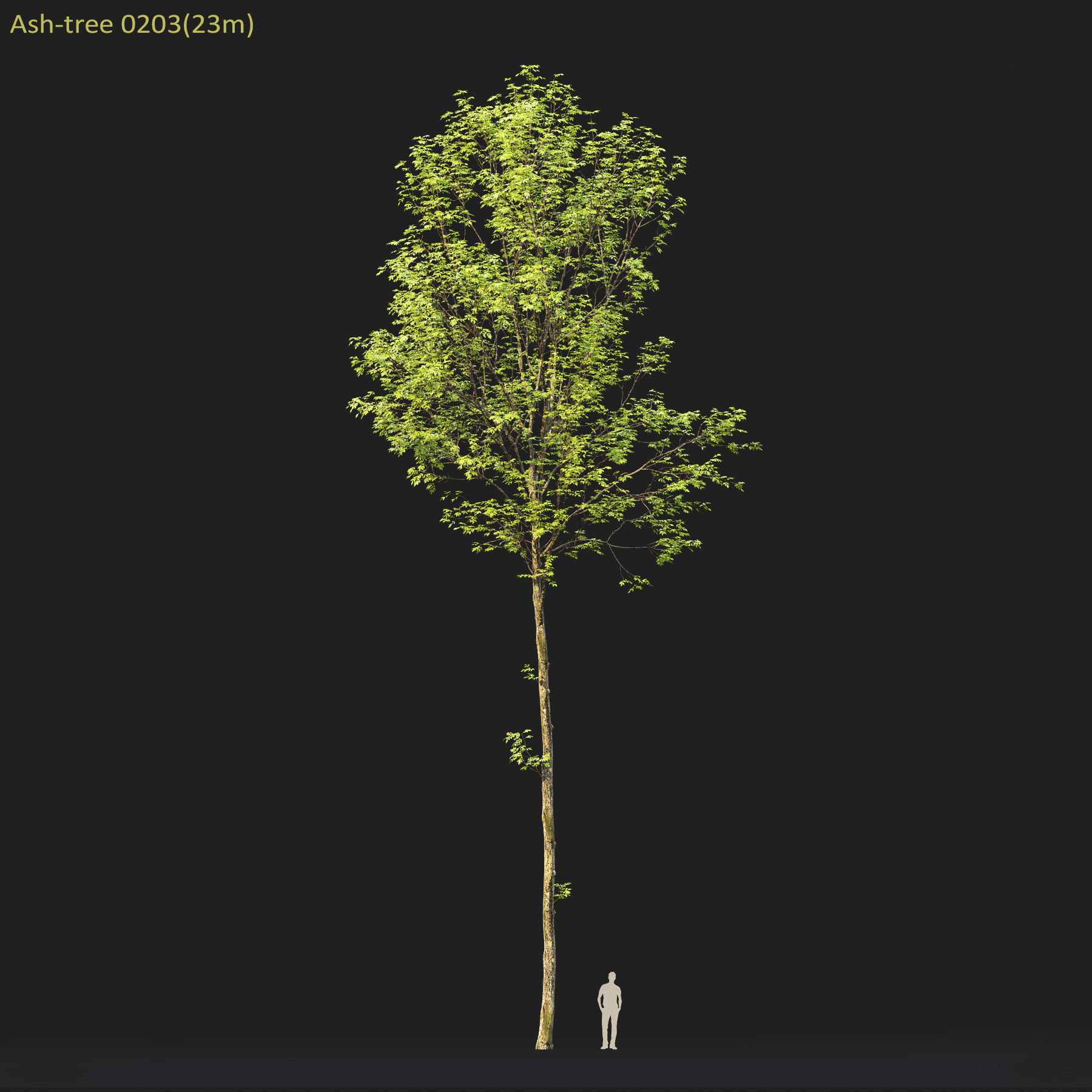 Ash-tree 02 3D model_7