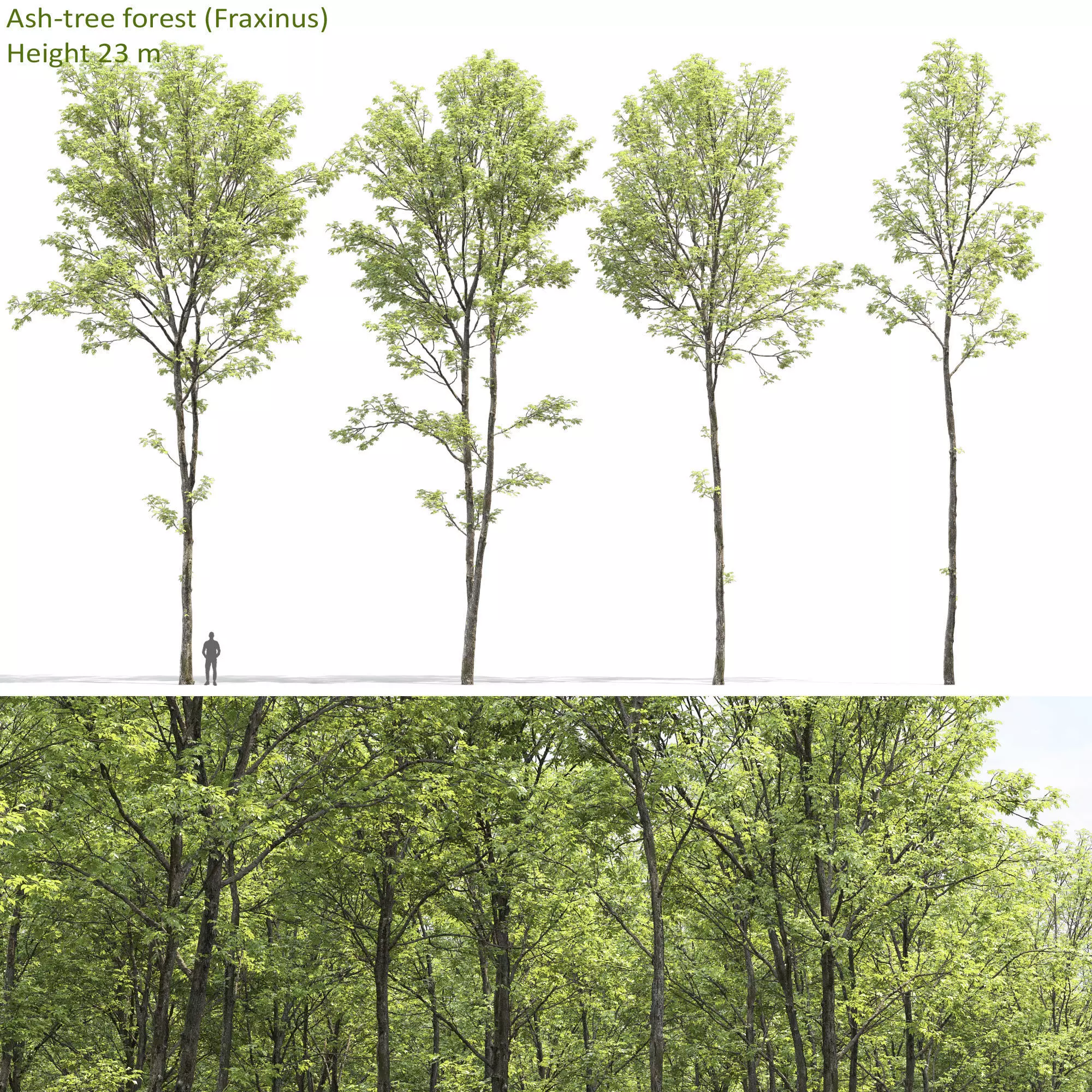 Ash-tree 02 3D model_0