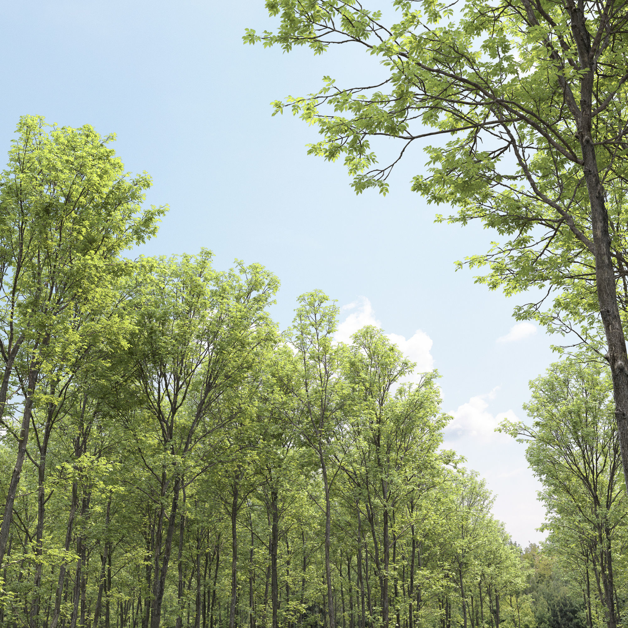 Ash-tree 02 3D model_2