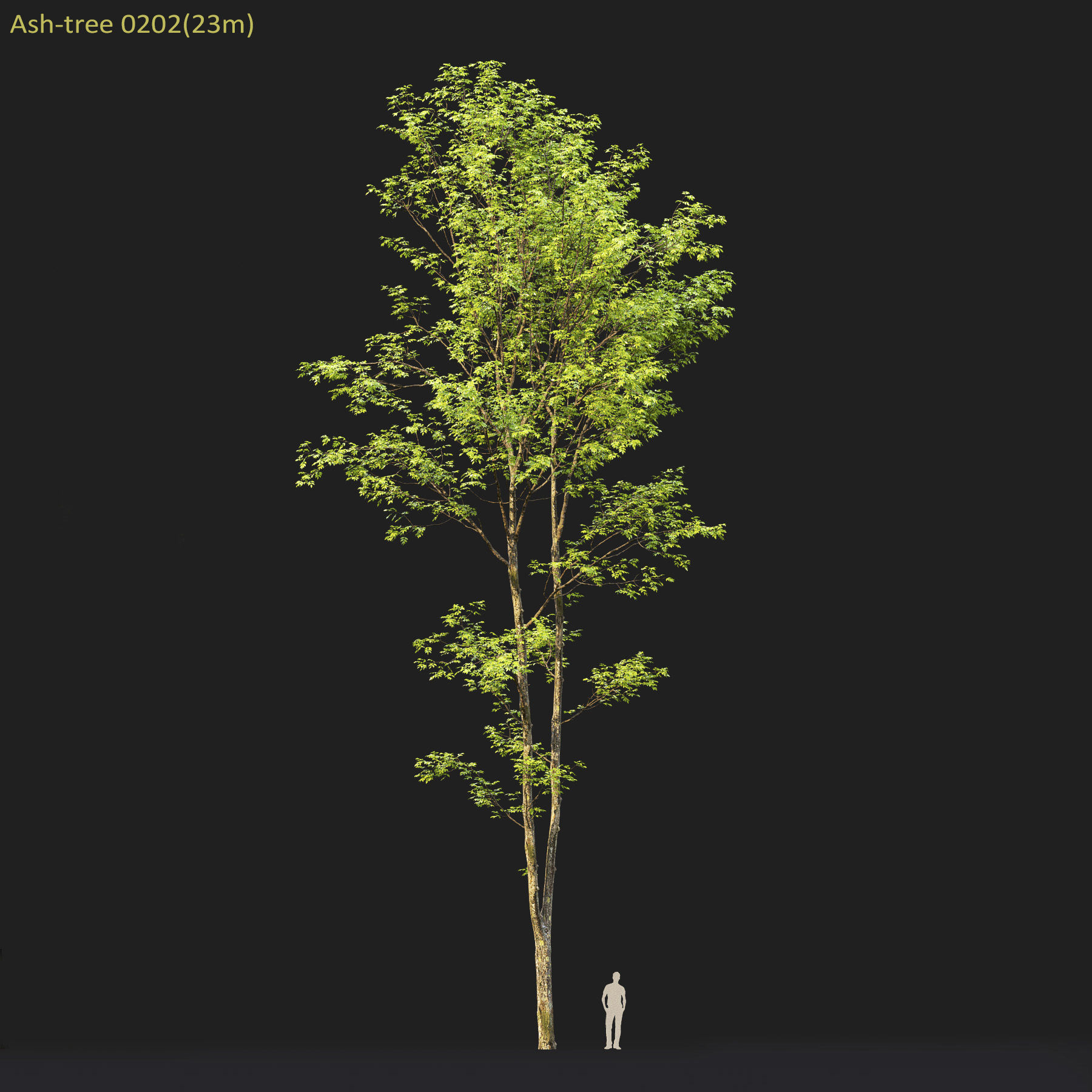Ash-tree 02 3D model_5