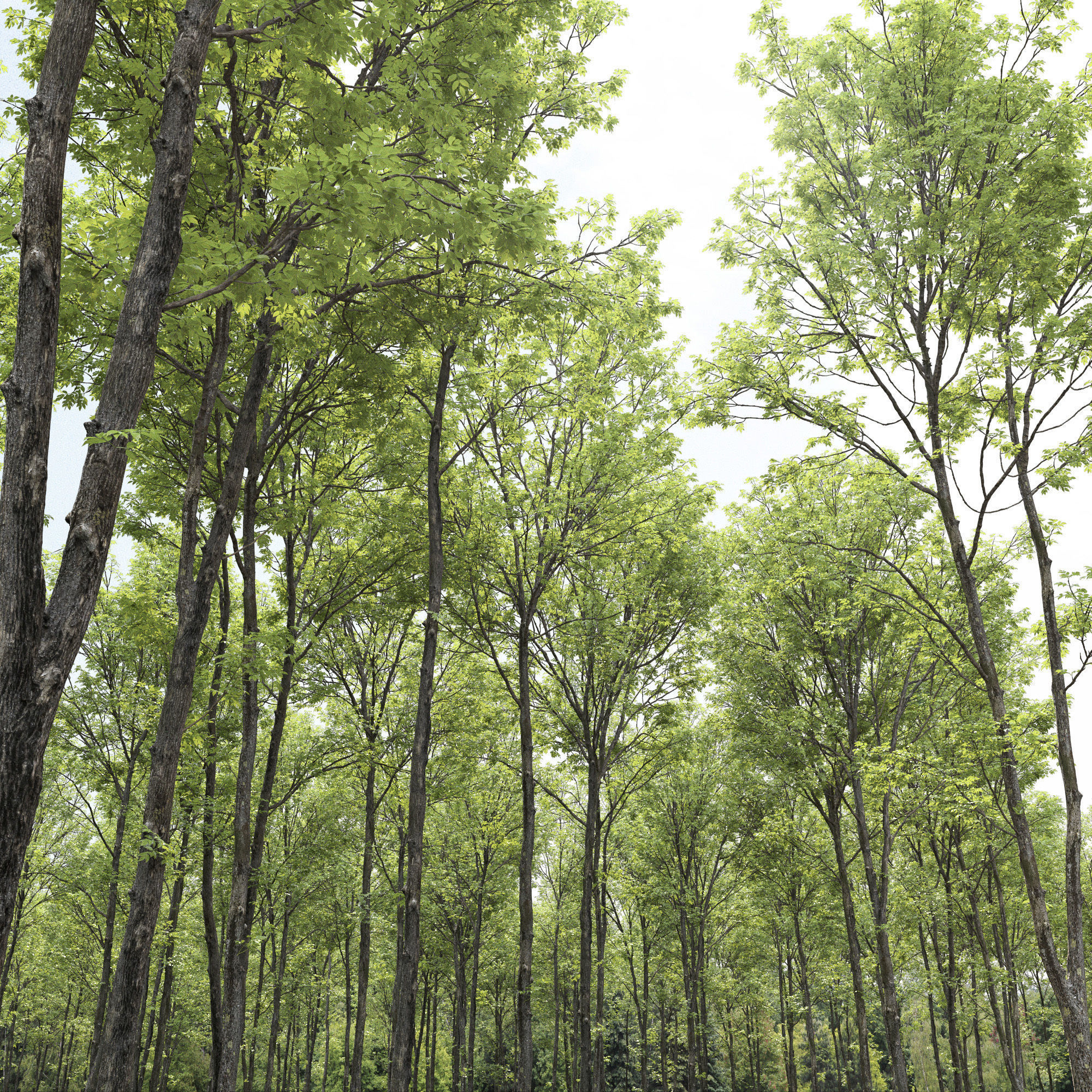 Ash-tree 02 3D model_3