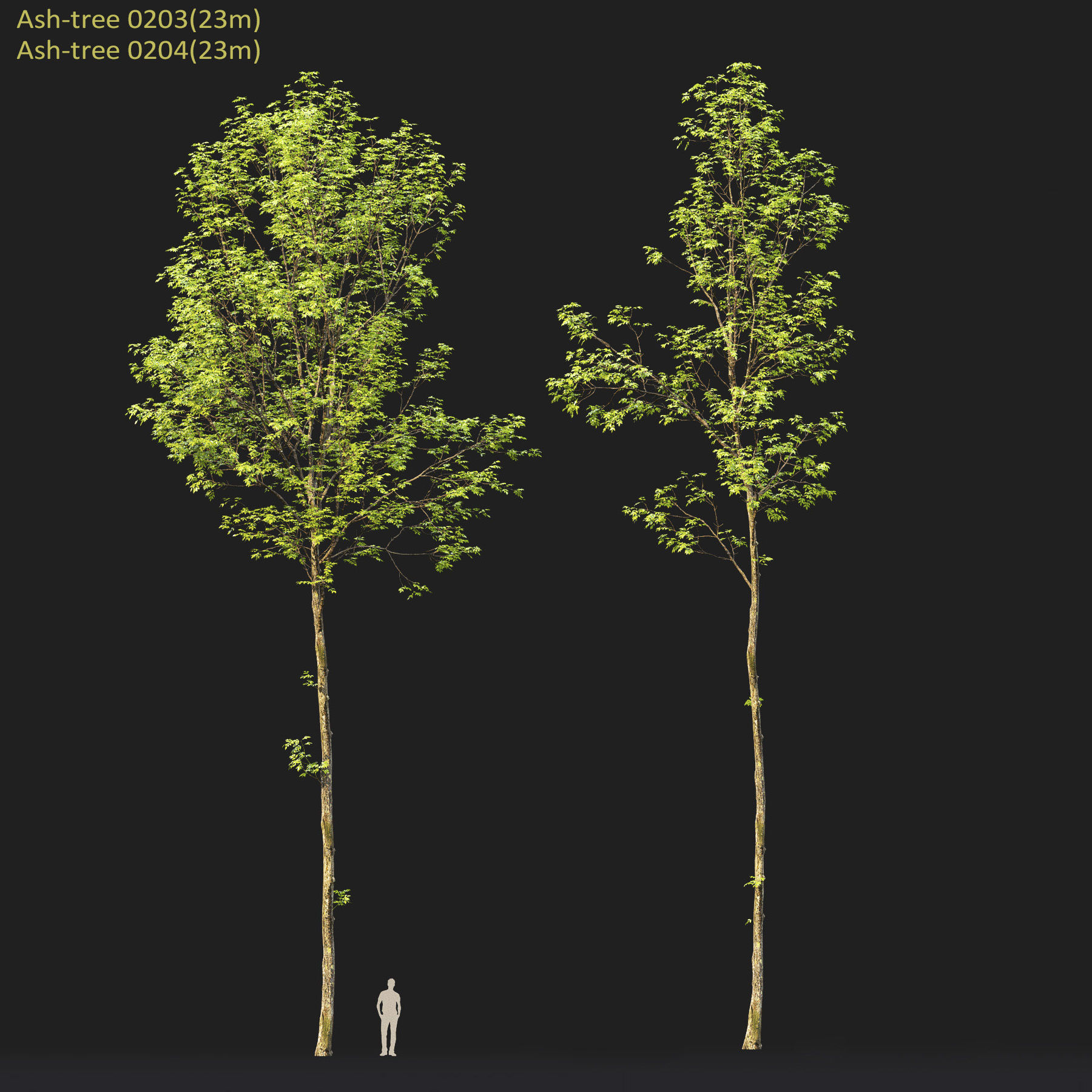 Ash-tree 02 3D model_6